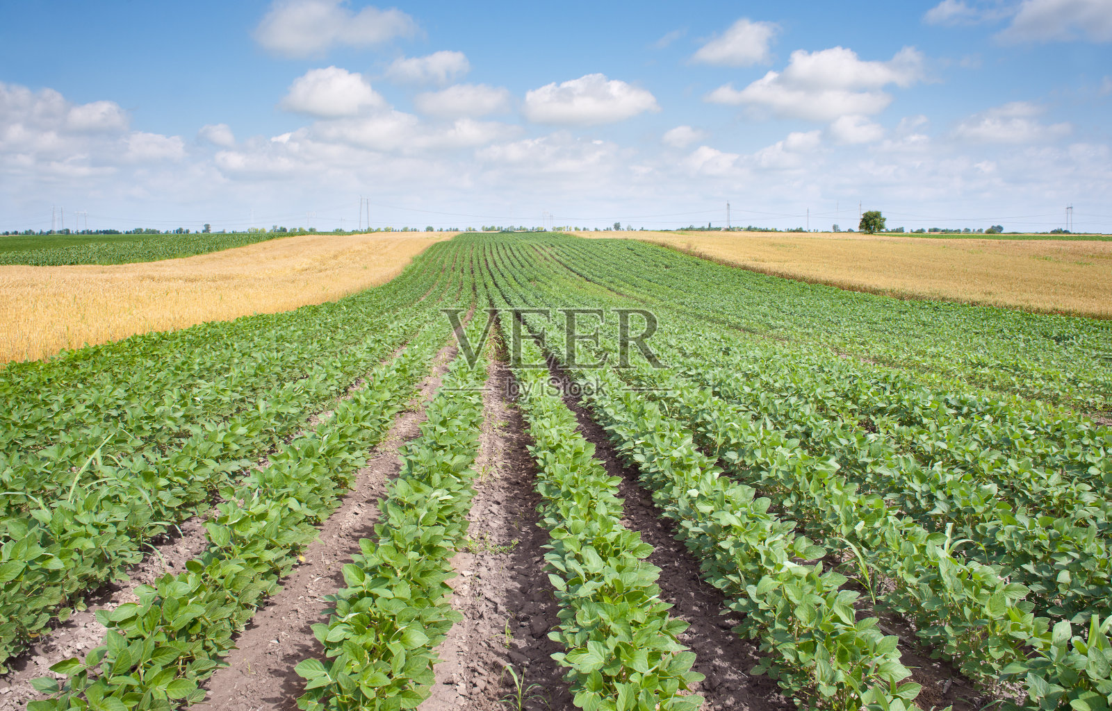 小麦和大豆田照片摄影图片