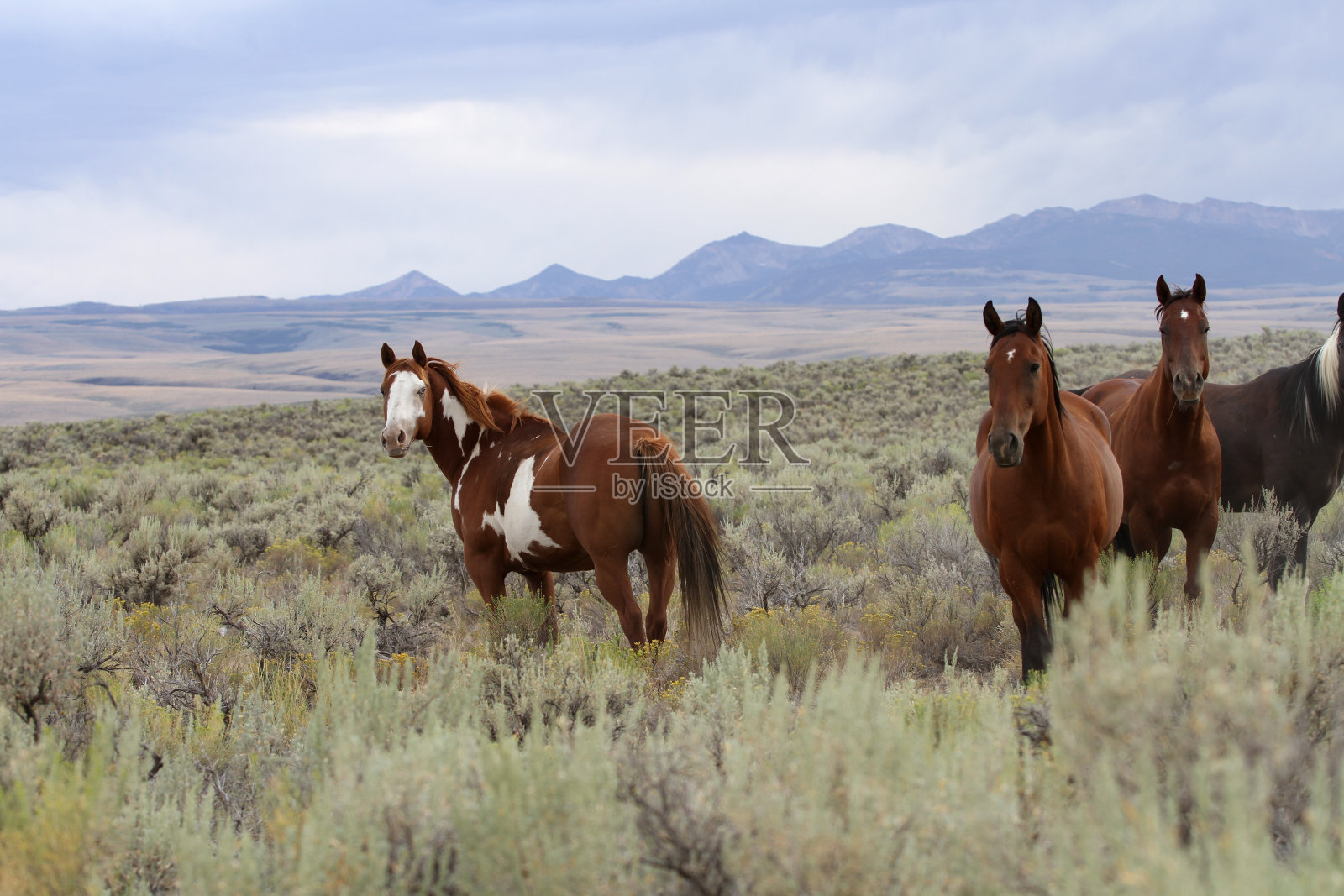 野马群照片摄影图片