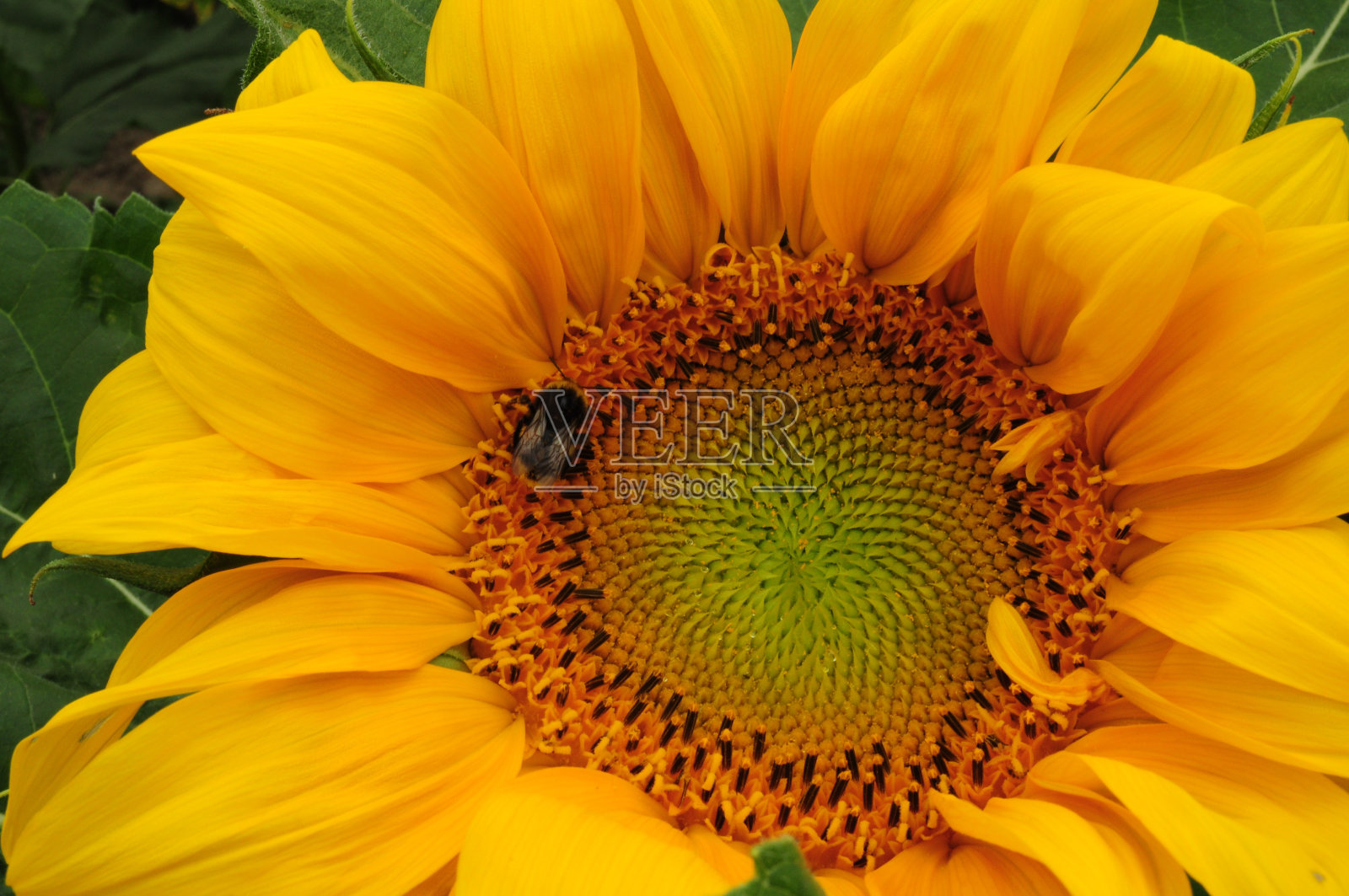 向日葵照片摄影图片