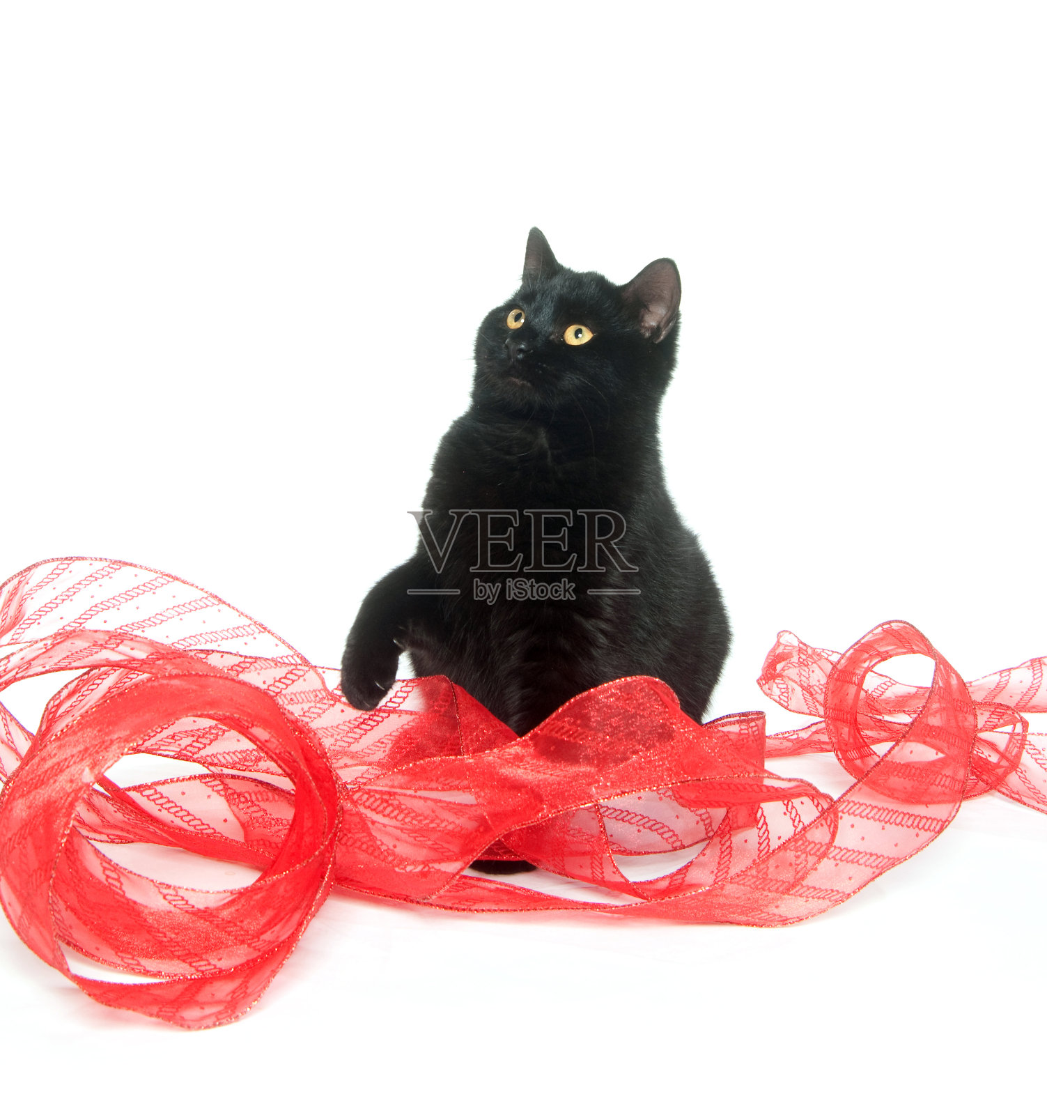 黑猫和红丝带照片摄影图片