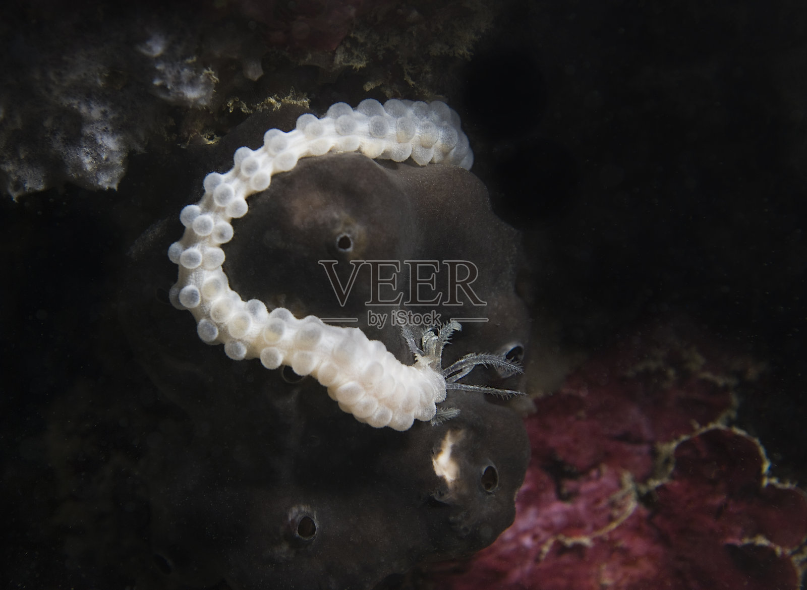 蠕虫照片摄影图片