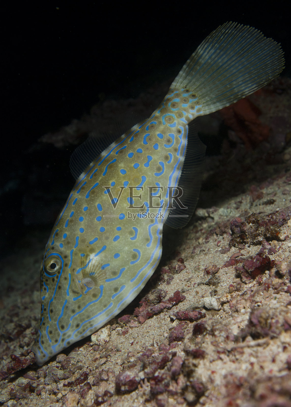 潦草鲀照片摄影图片