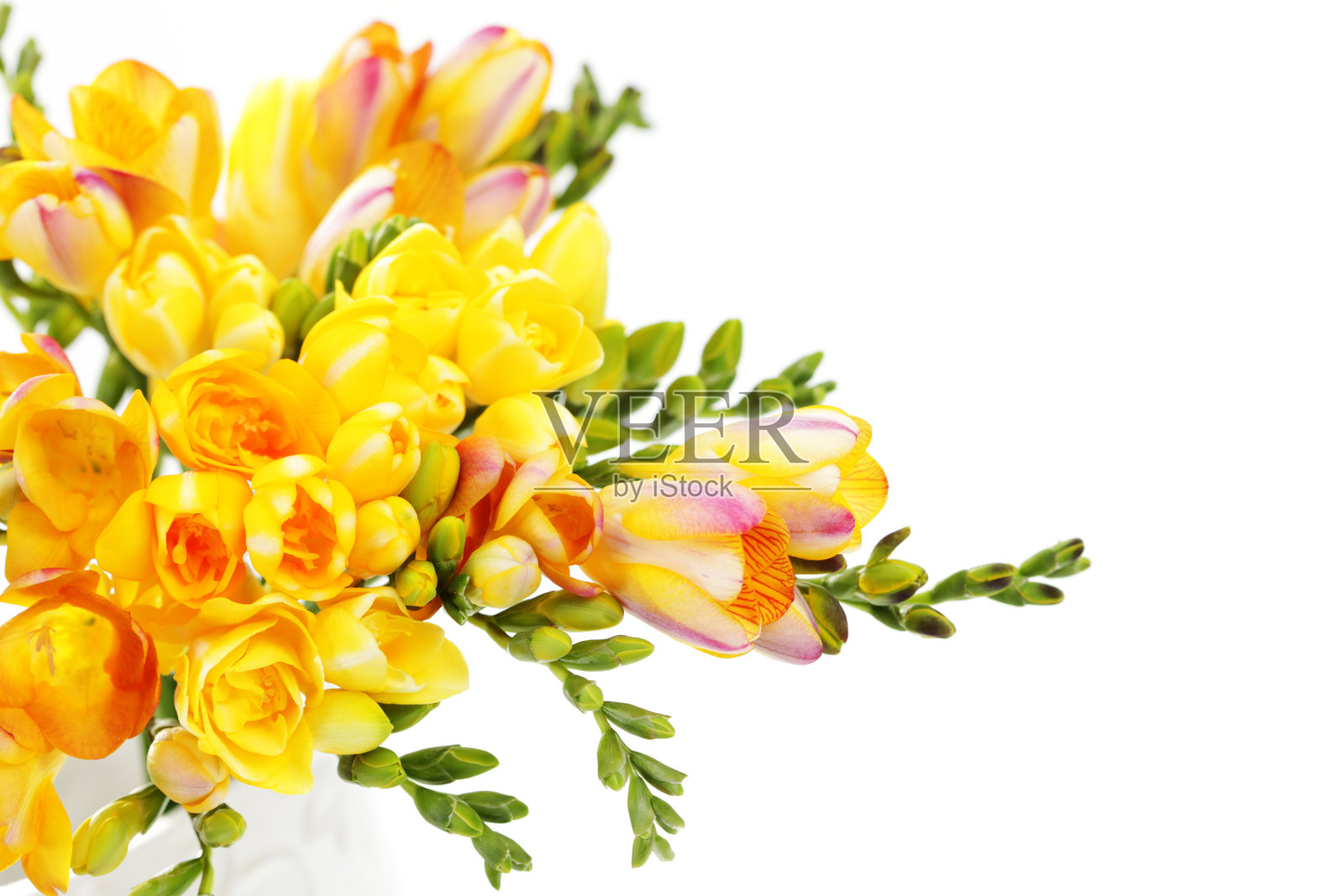 黄色小苍兰照片摄影图片