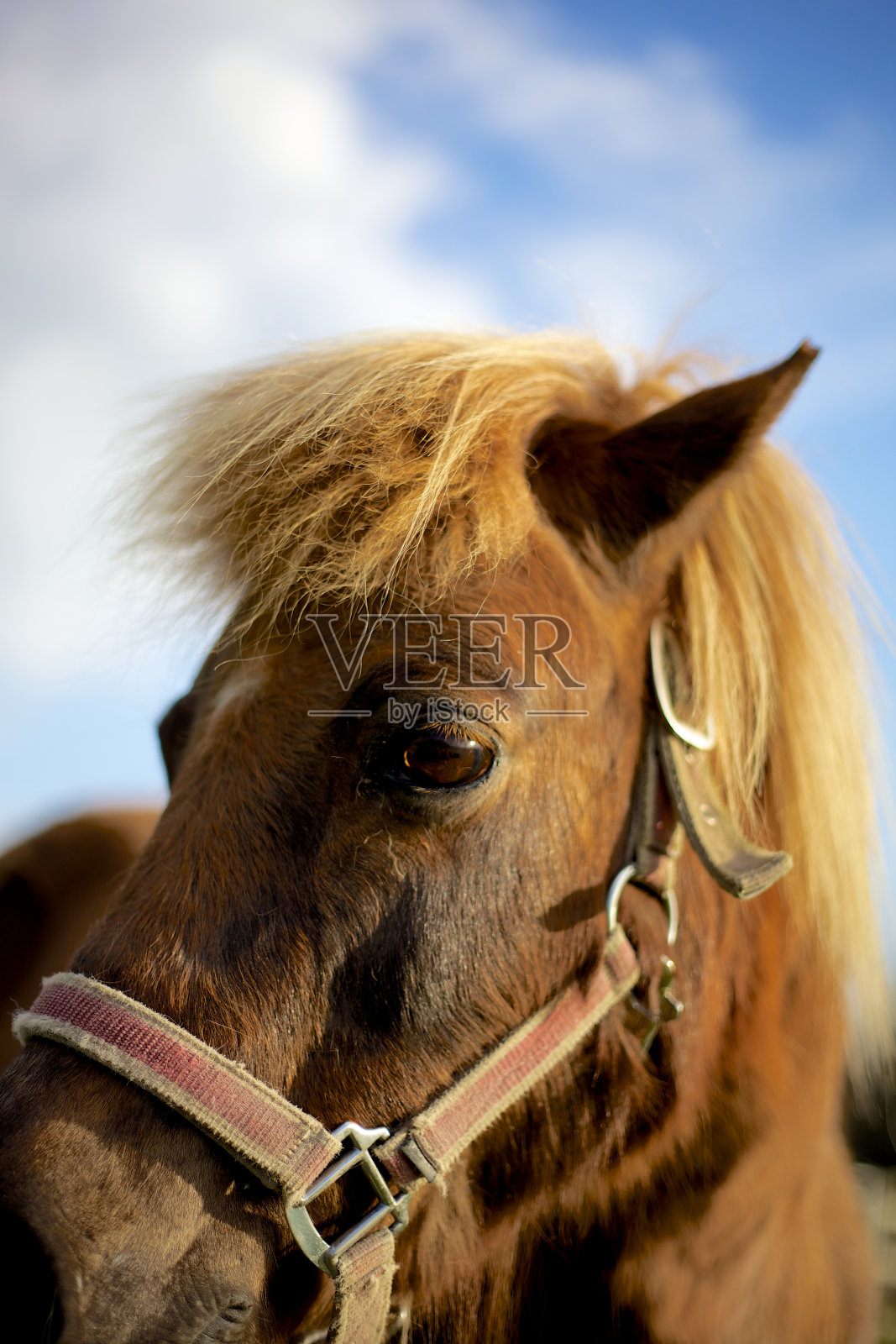 马的特写镜头照片摄影图片