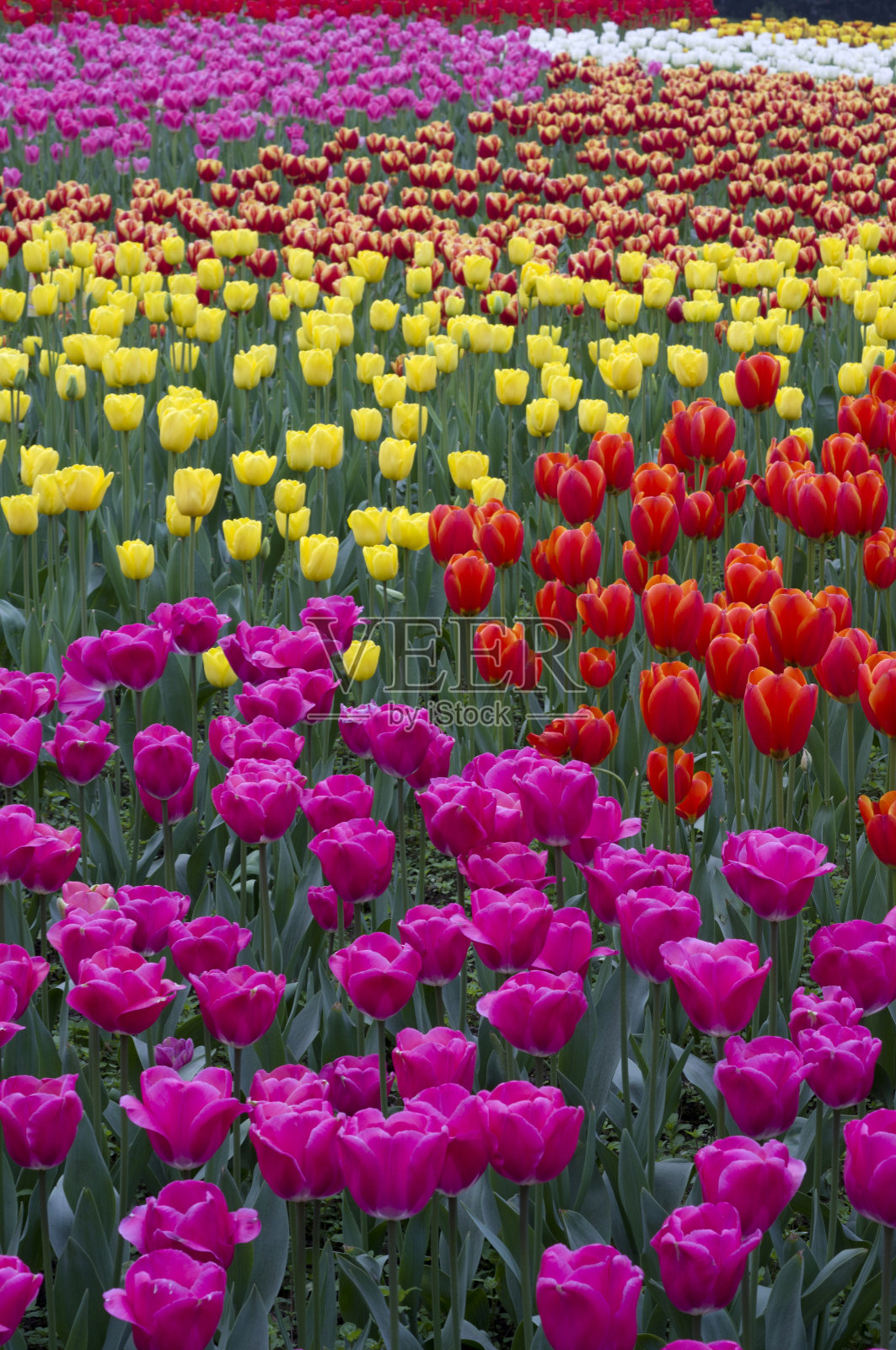 五颜六色的郁金香照片摄影图片