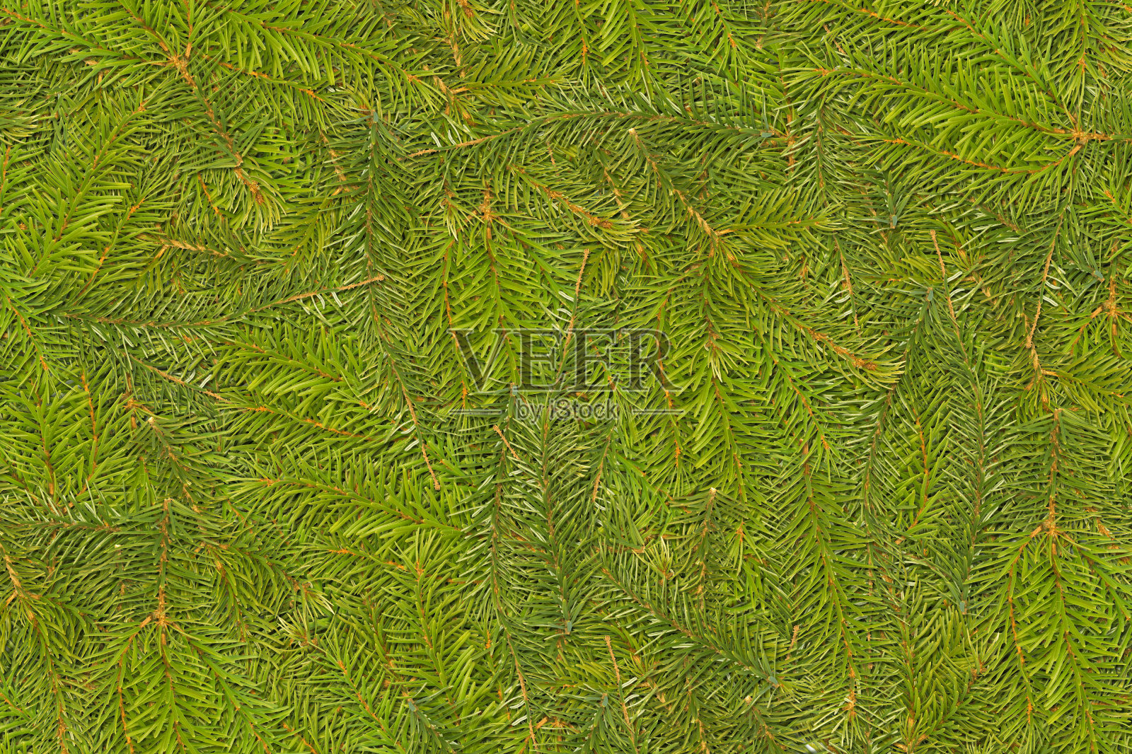 松针枝背景照片摄影图片