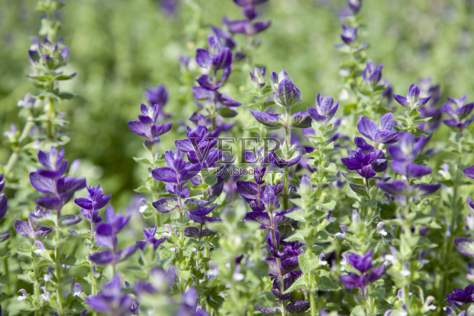 鼠尾草照片摄影图片