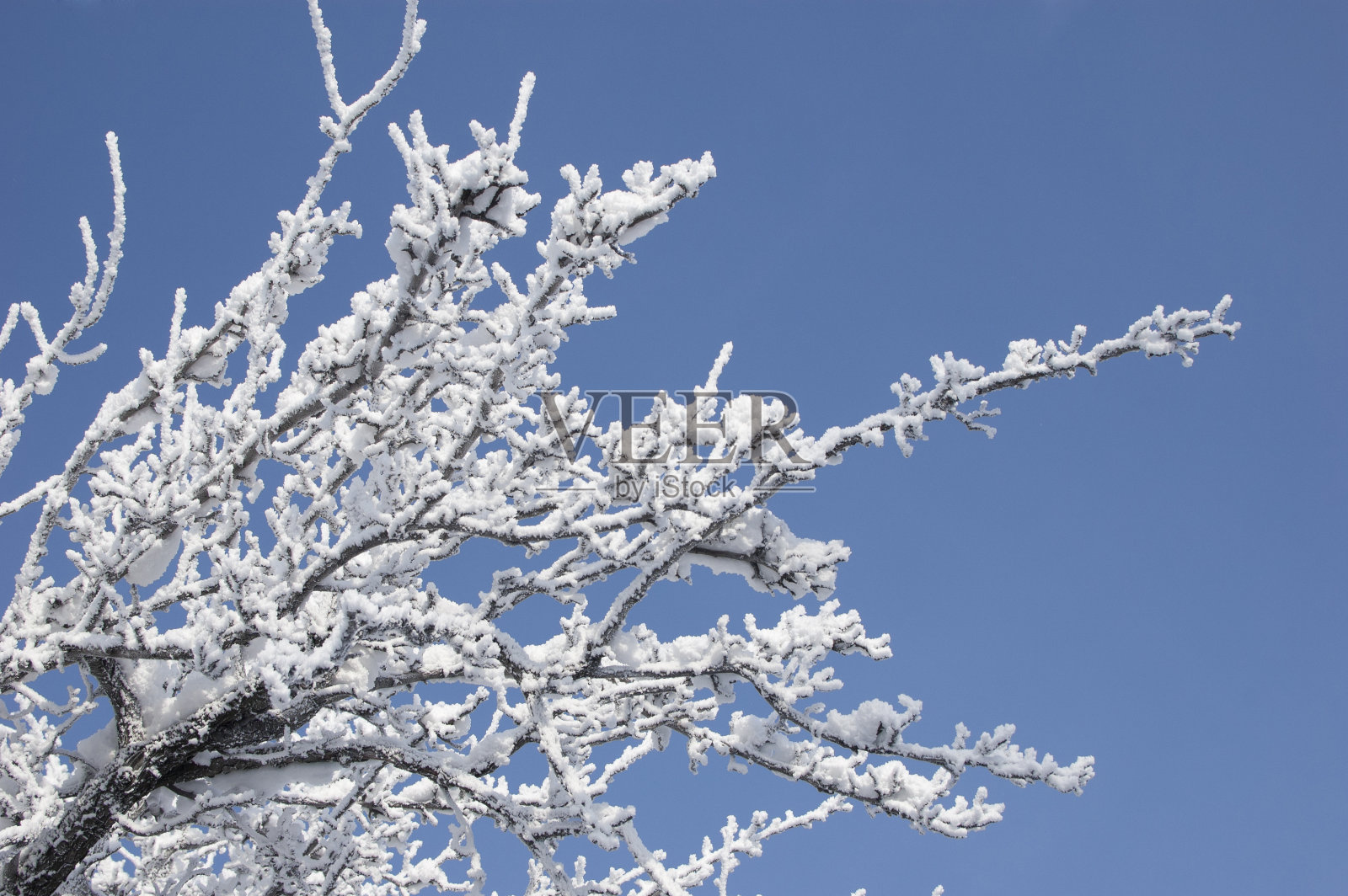 冬天的梨树照片摄影图片