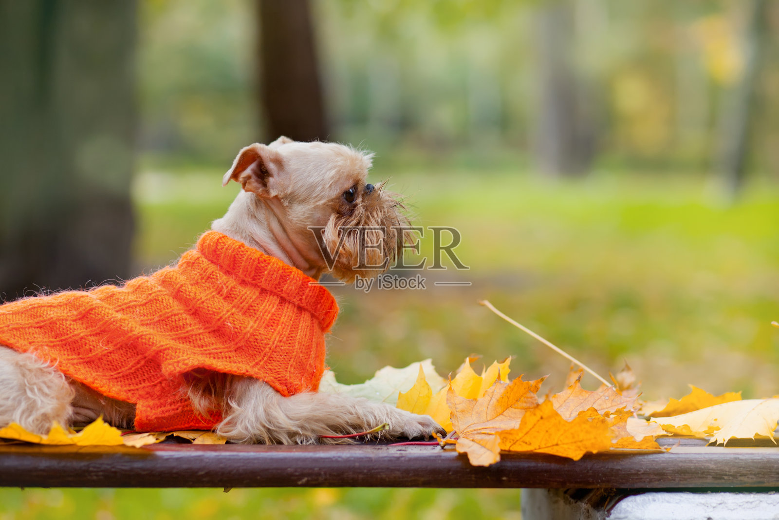 狗和秋天。照片摄影图片