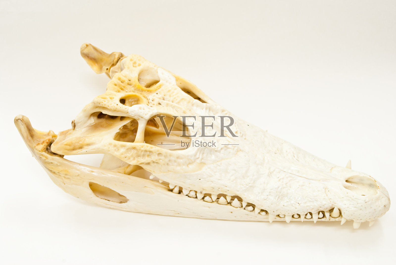 淡水鳄鱼头骨。照片摄影图片