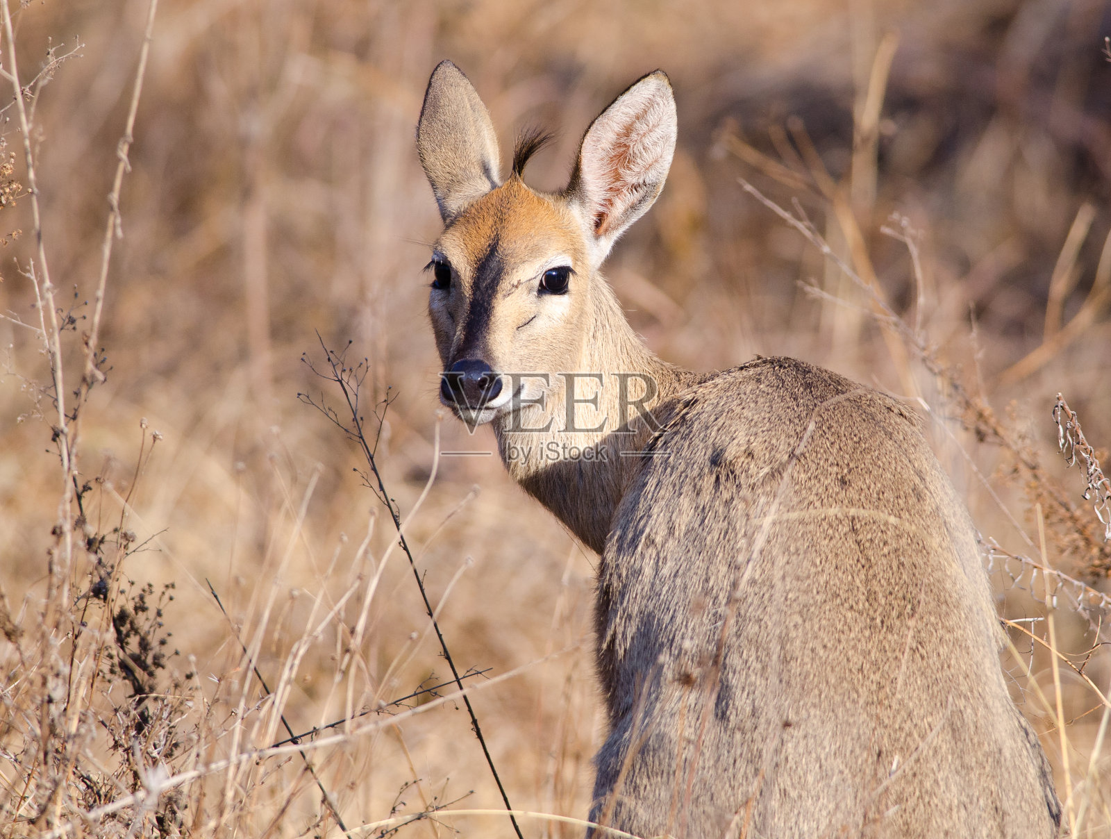 Steenbok回头看照片摄影图片