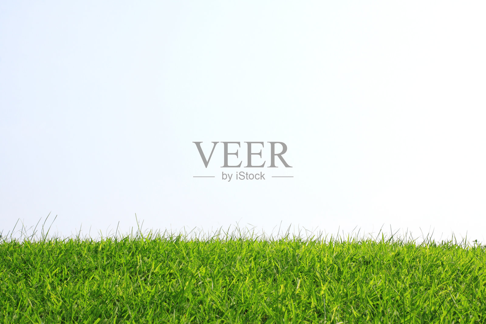 新鲜的绿色田野照片摄影图片