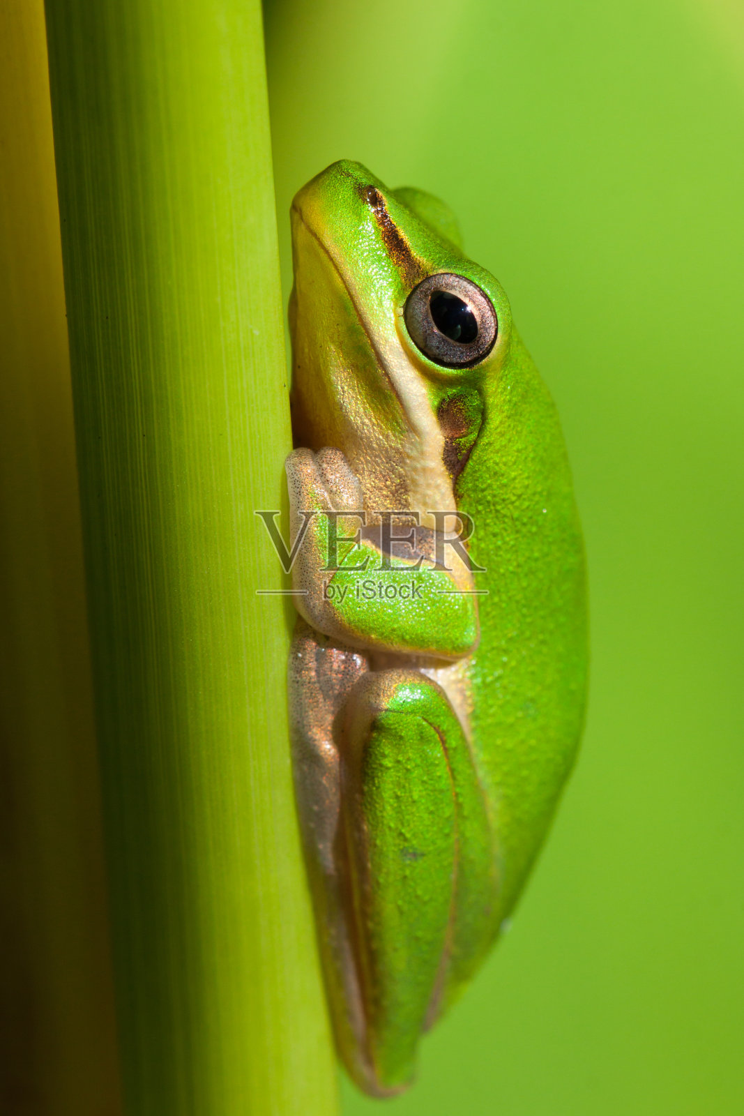 矮树蛙的特写照片摄影图片