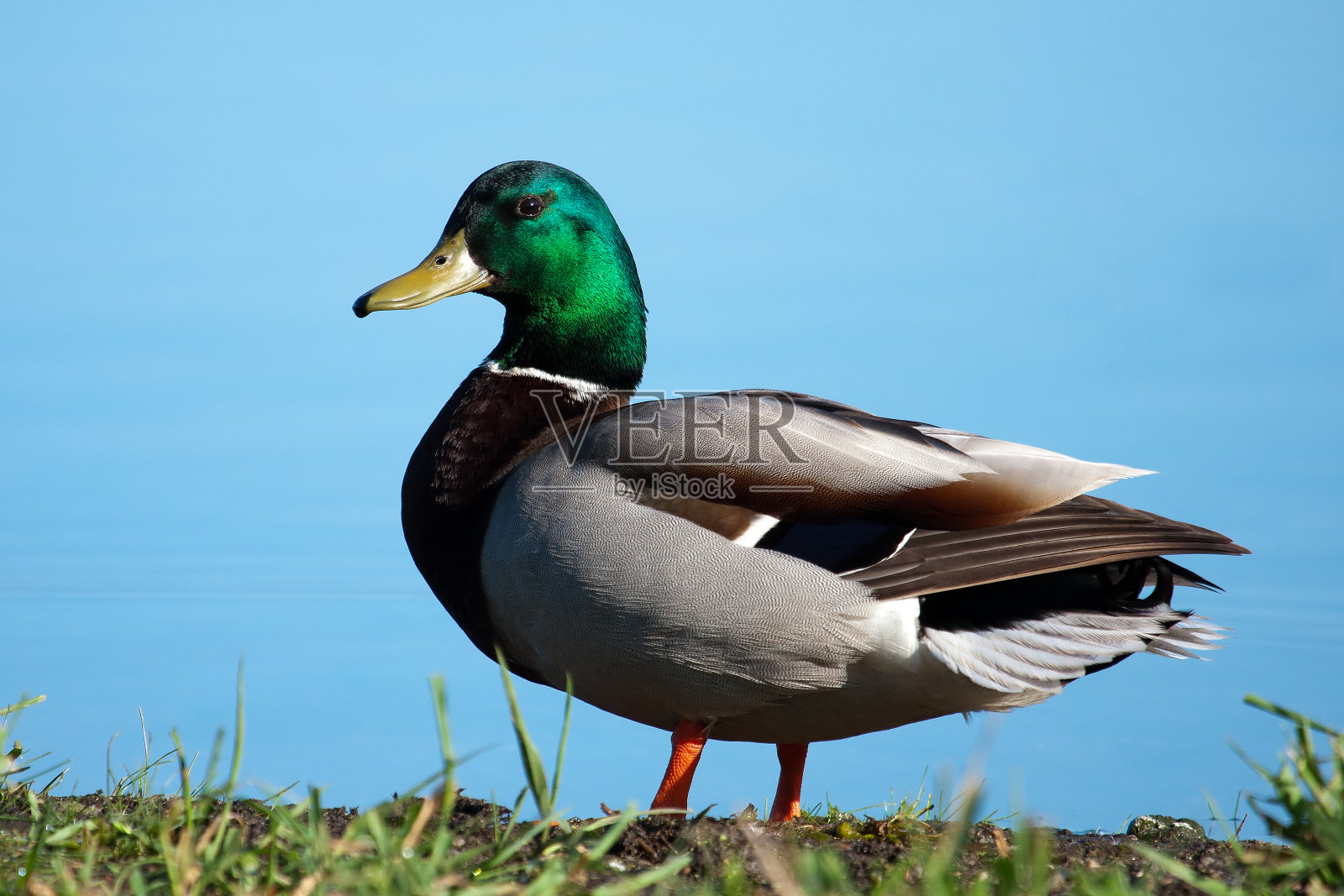 野鸭晒干照片摄影图片