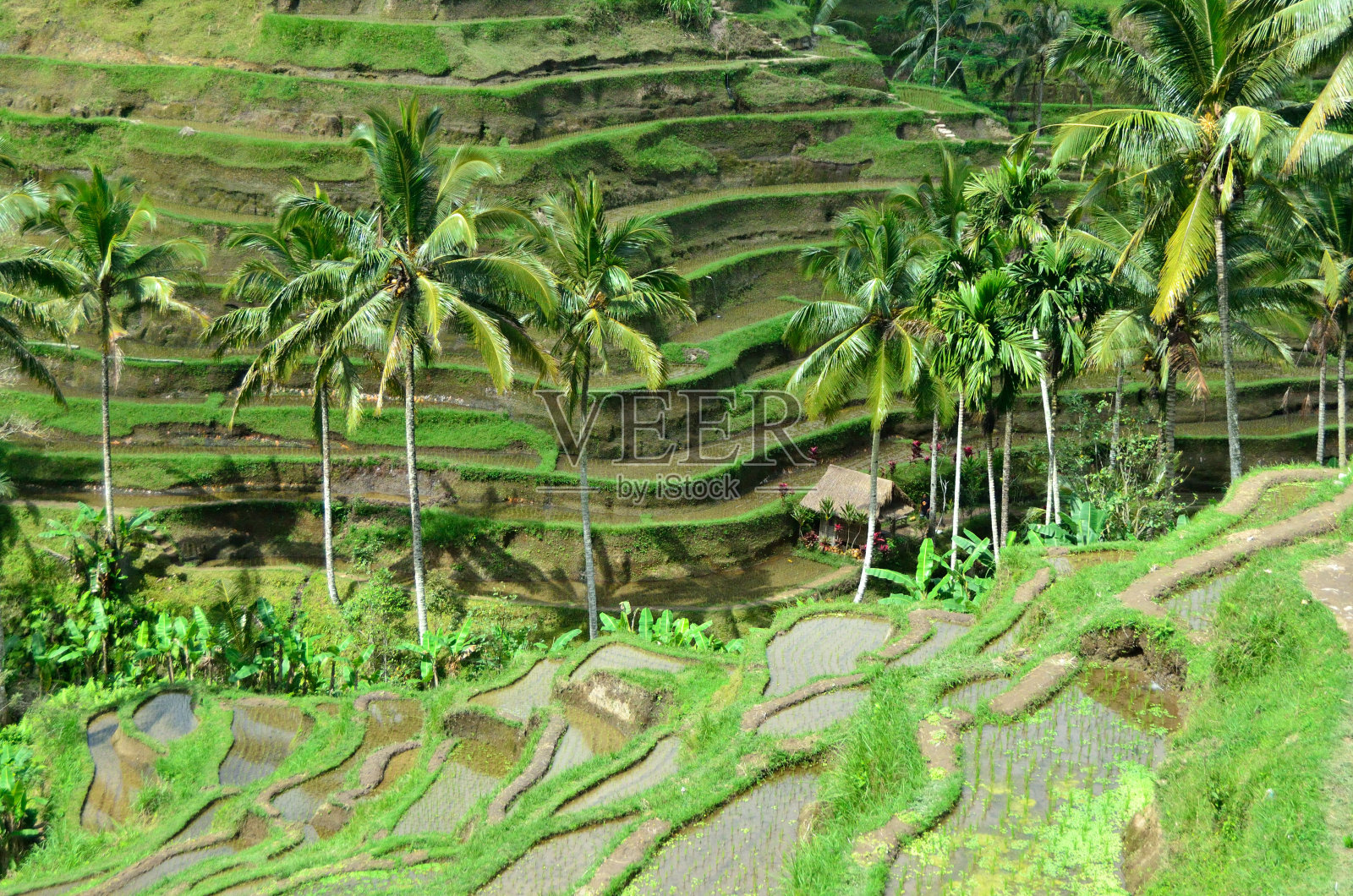 水稻梯田照片摄影图片