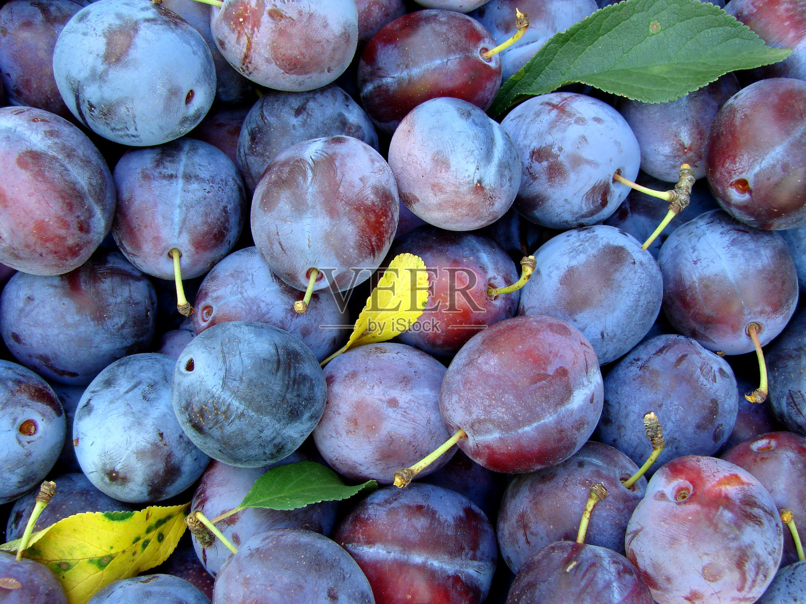 有机李子照片摄影图片