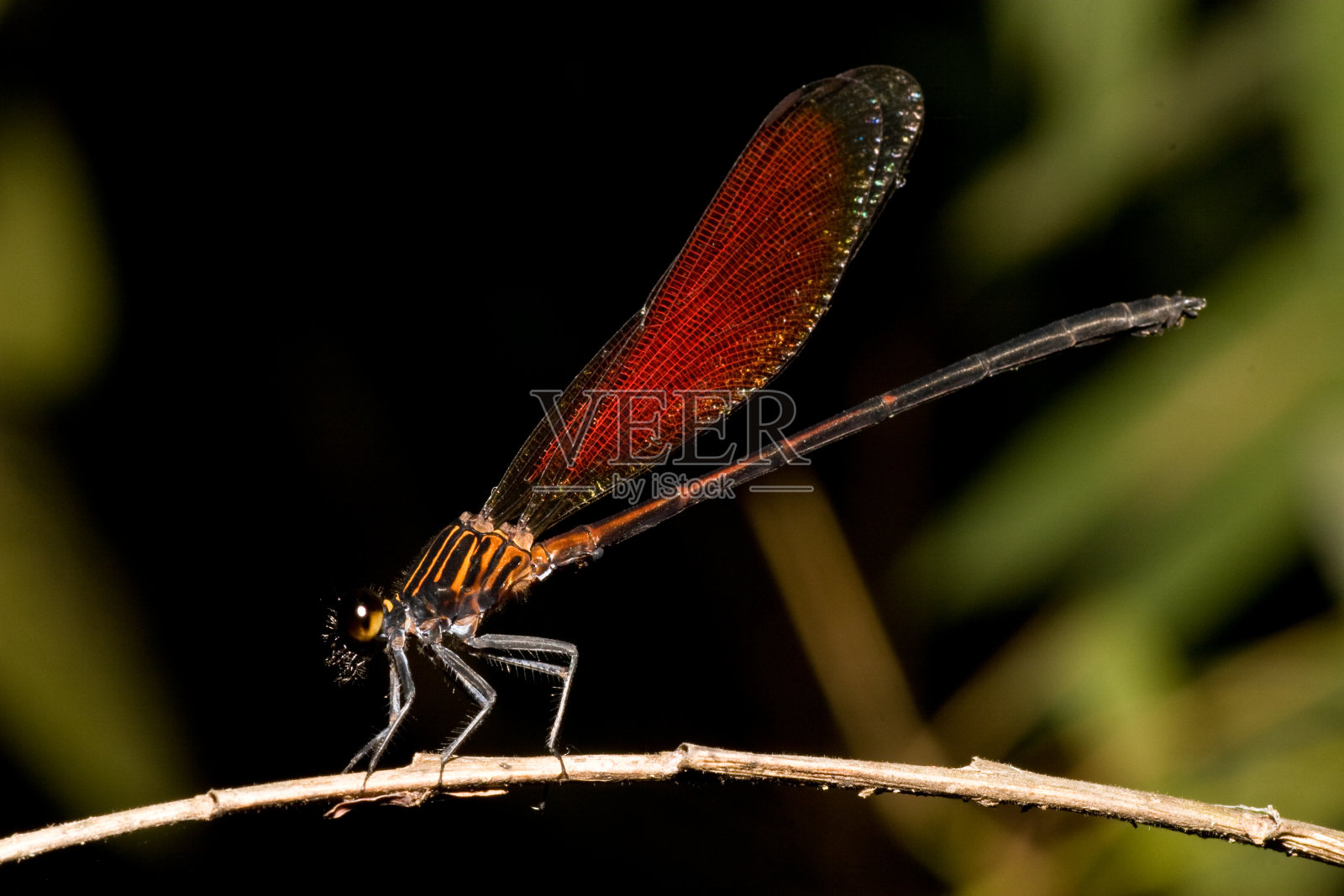 红色和橙色的豆娘照片摄影图片