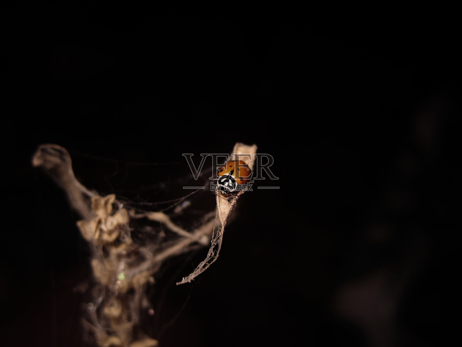 丑陋树枝上的漂亮虫子照片摄影图片