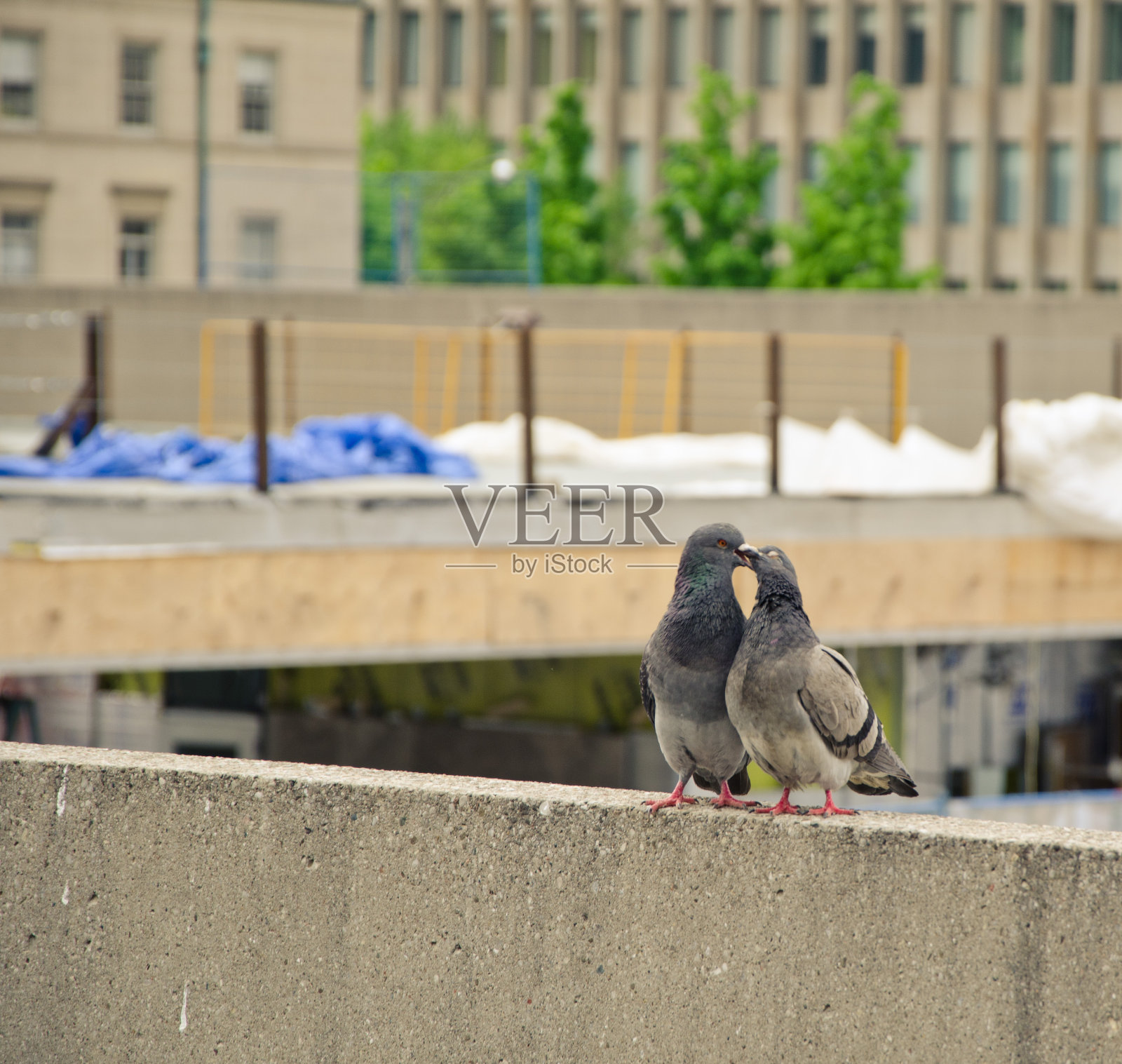 下午吻照片摄影图片