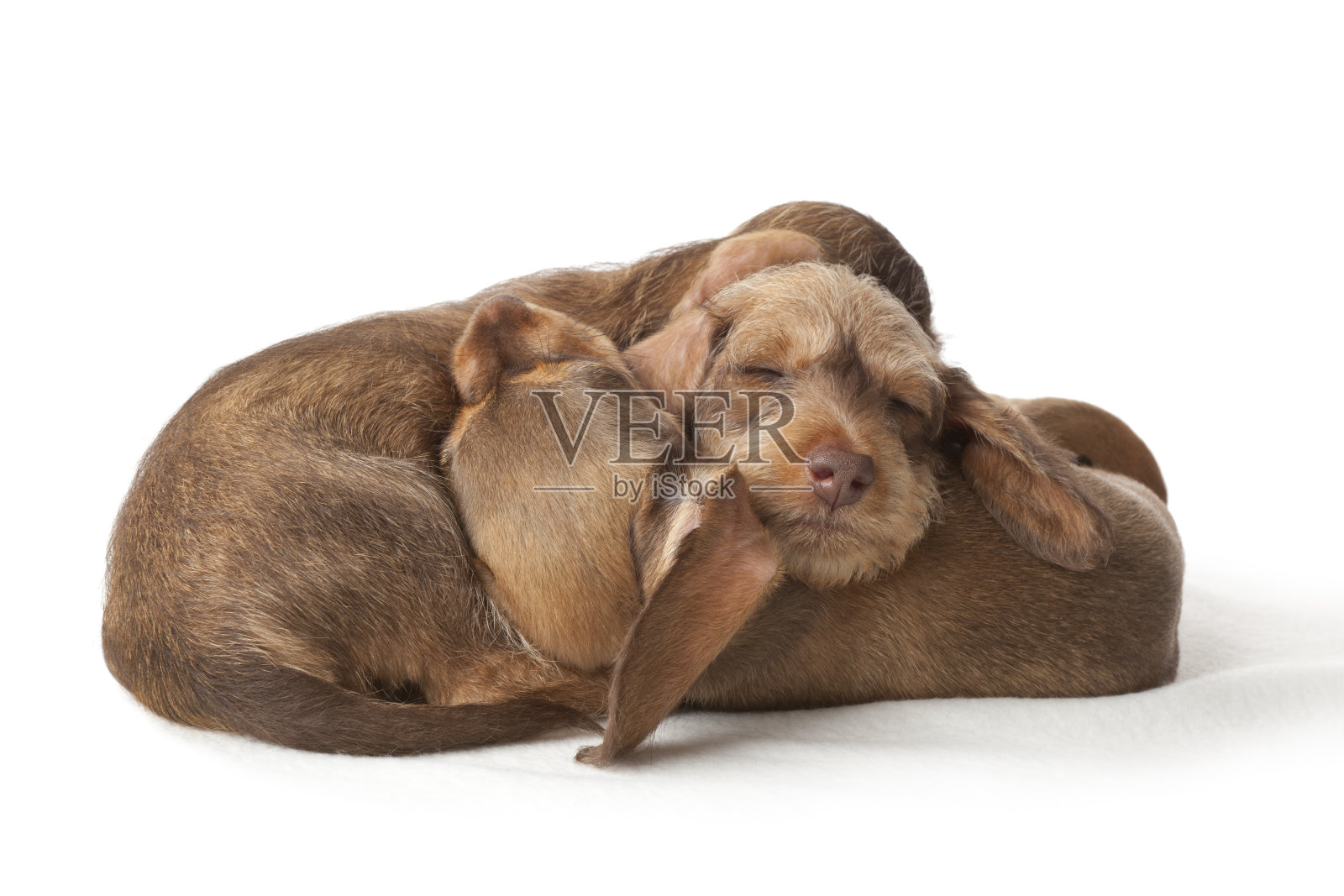 腊肠小狗睡在一起照片摄影图片