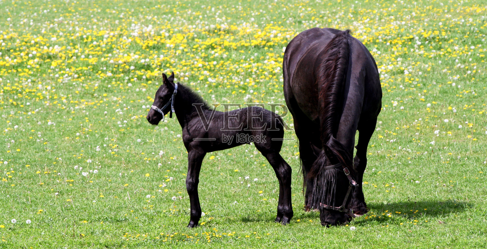 马照片摄影图片