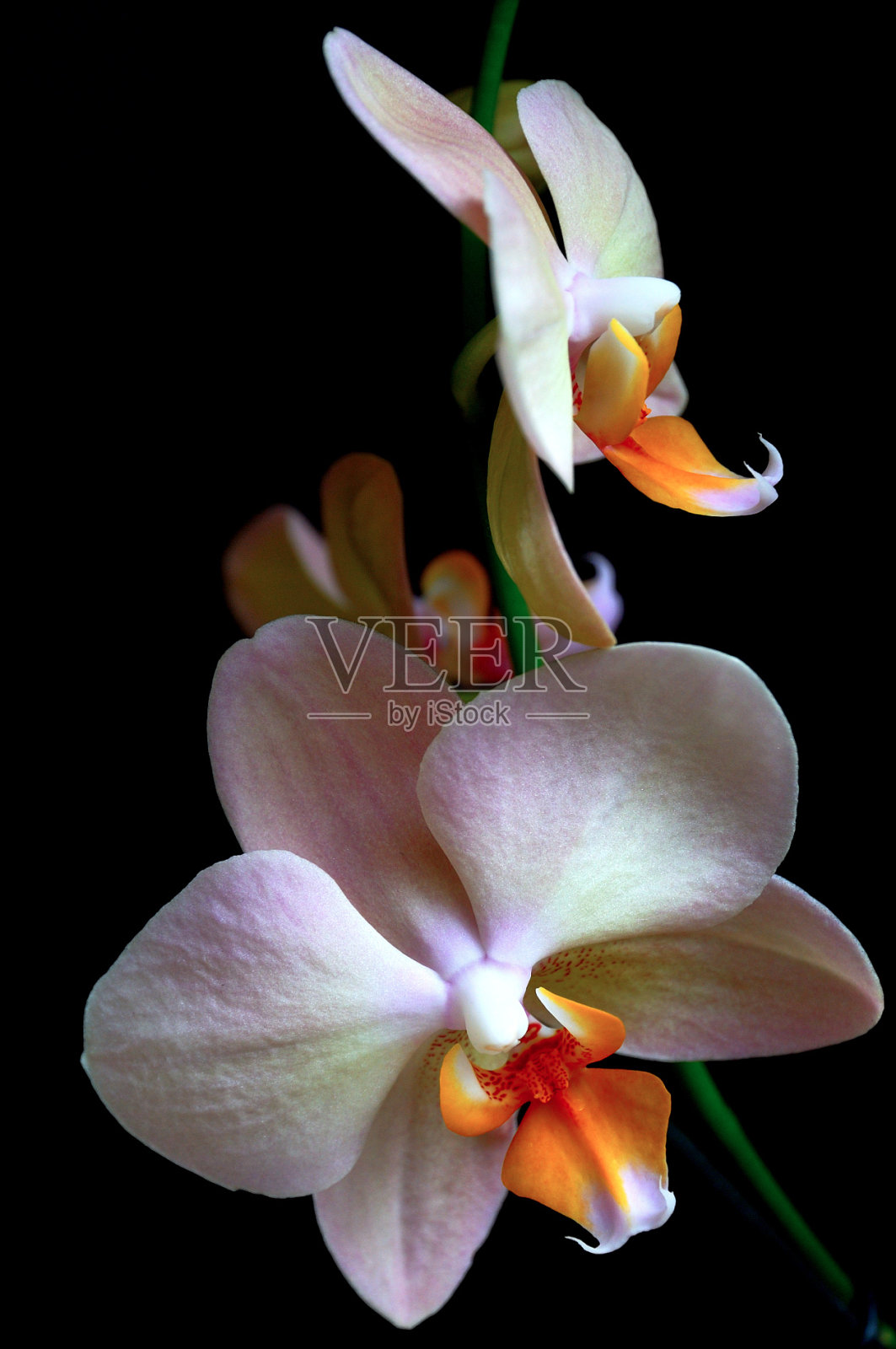 兰花照片摄影图片