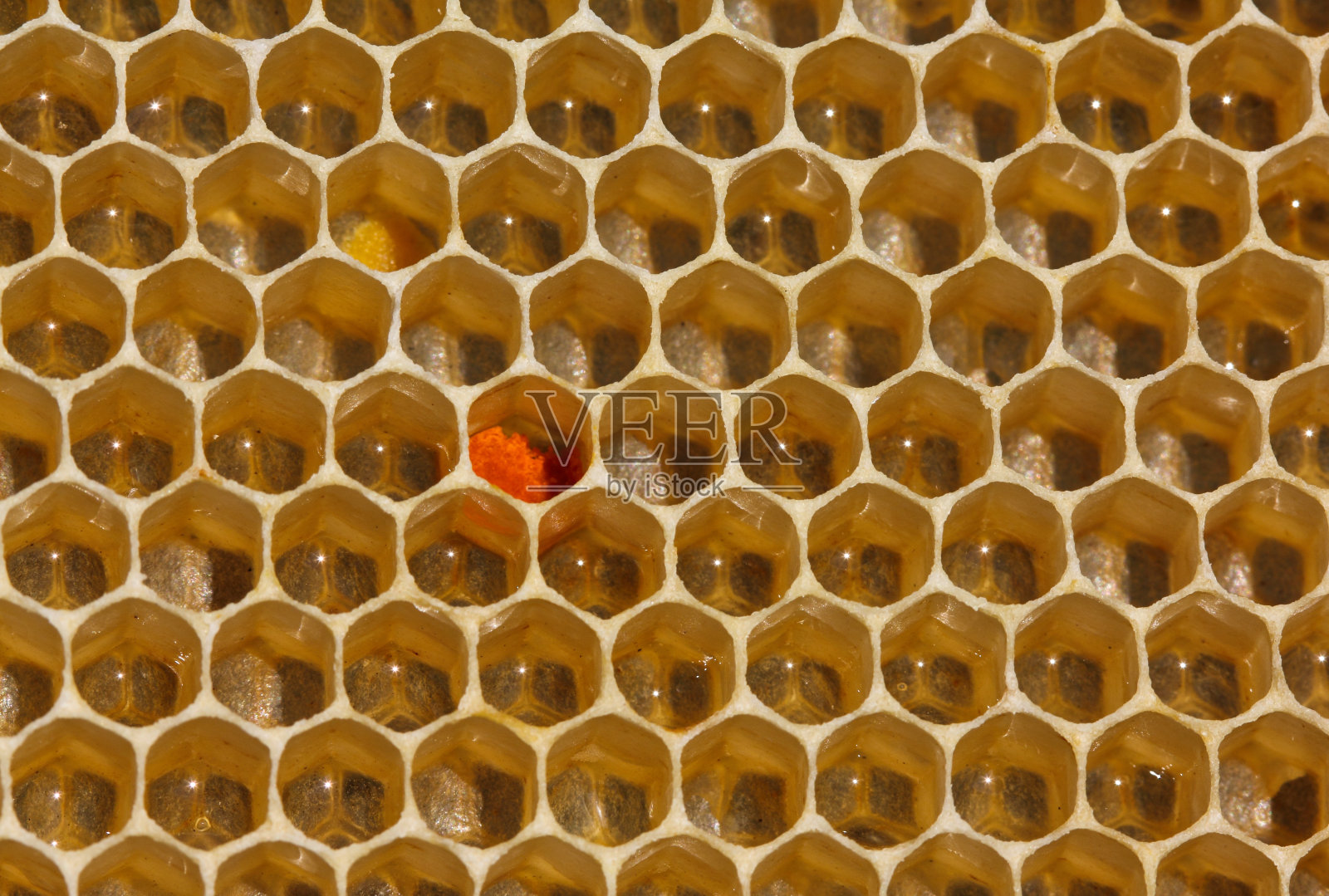 蜂窝照片摄影图片