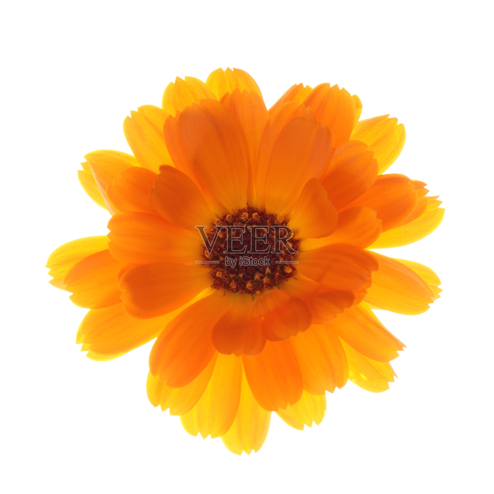 金盏草的花照片摄影图片