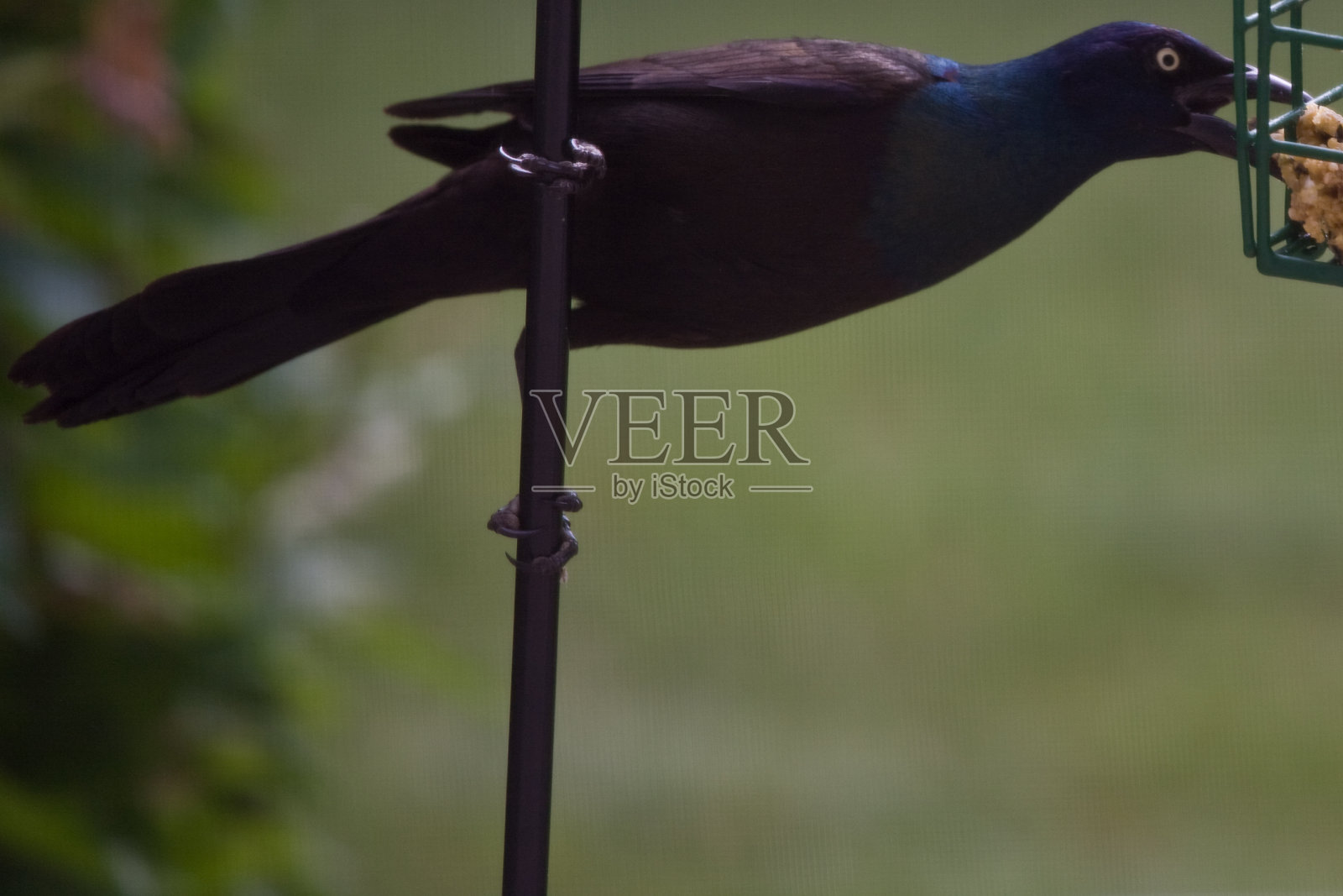 饥饿的小鸟照片摄影图片