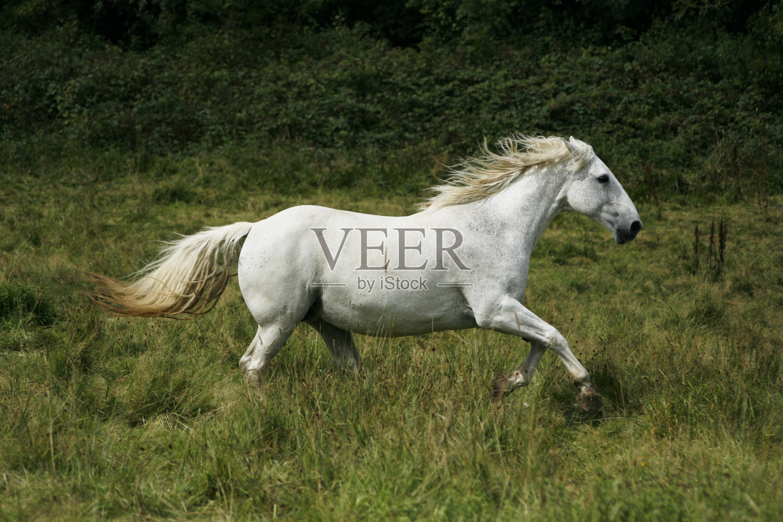 白马照片摄影图片