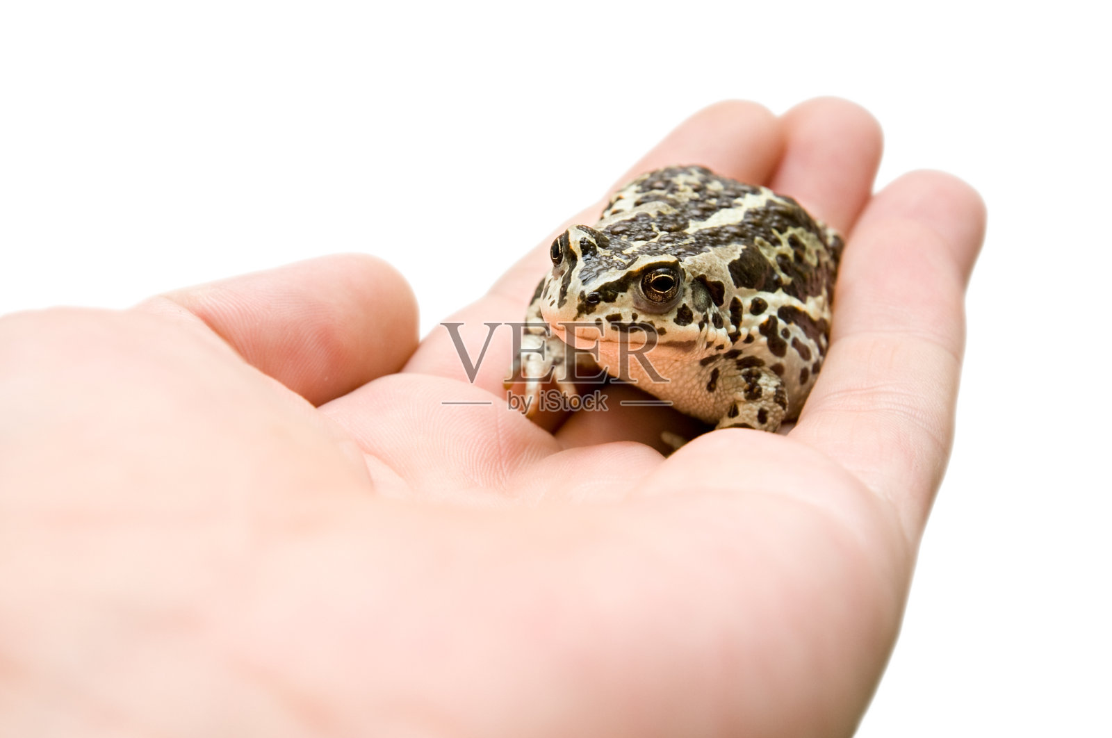 小青蛙照片摄影图片