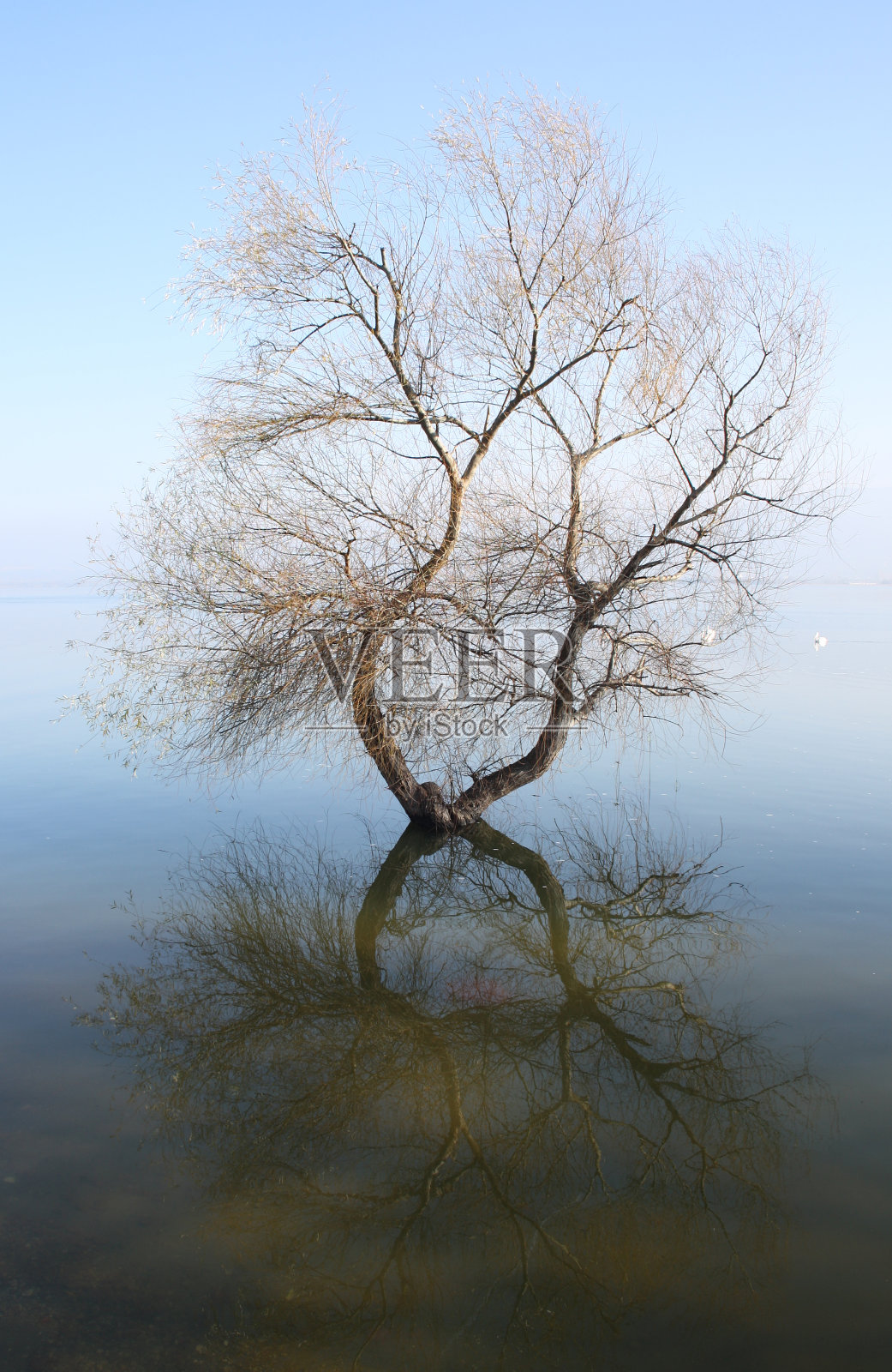 湖上的树照片摄影图片