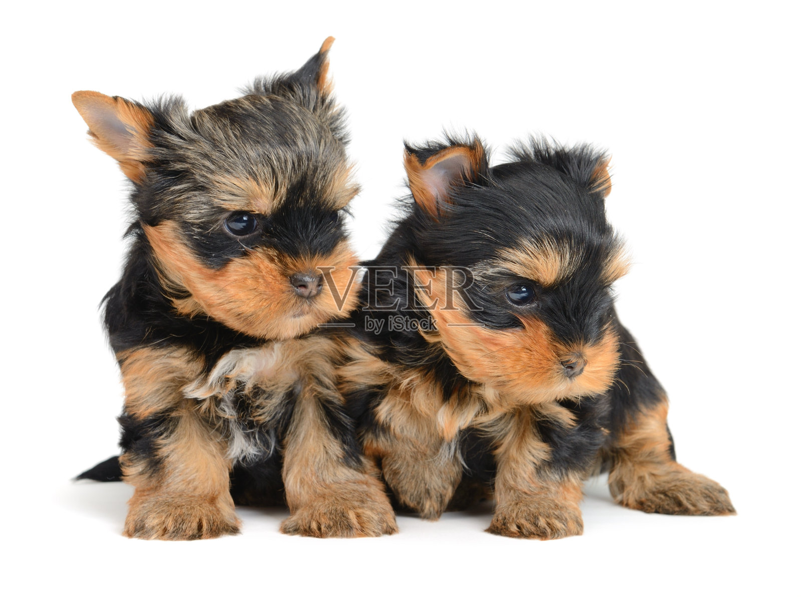 约克夏照片摄影图片