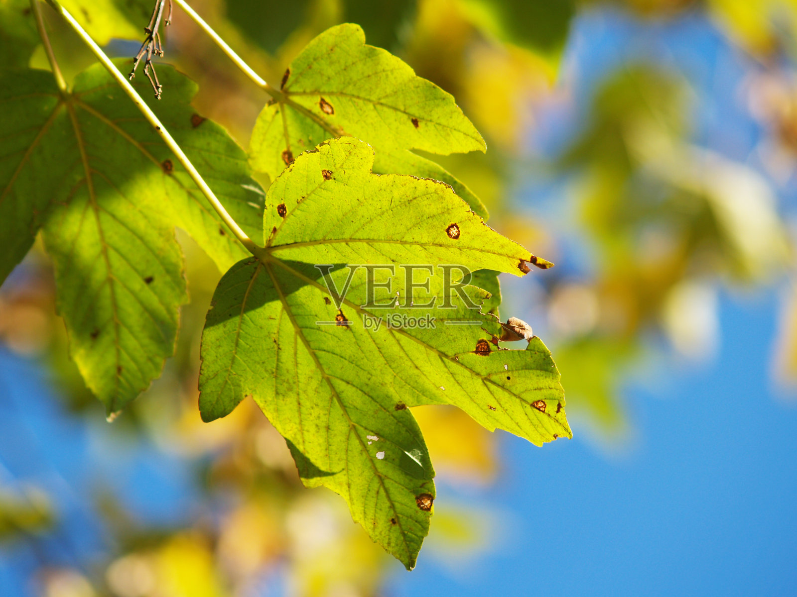 秋天的落叶,枫木照片摄影图片
