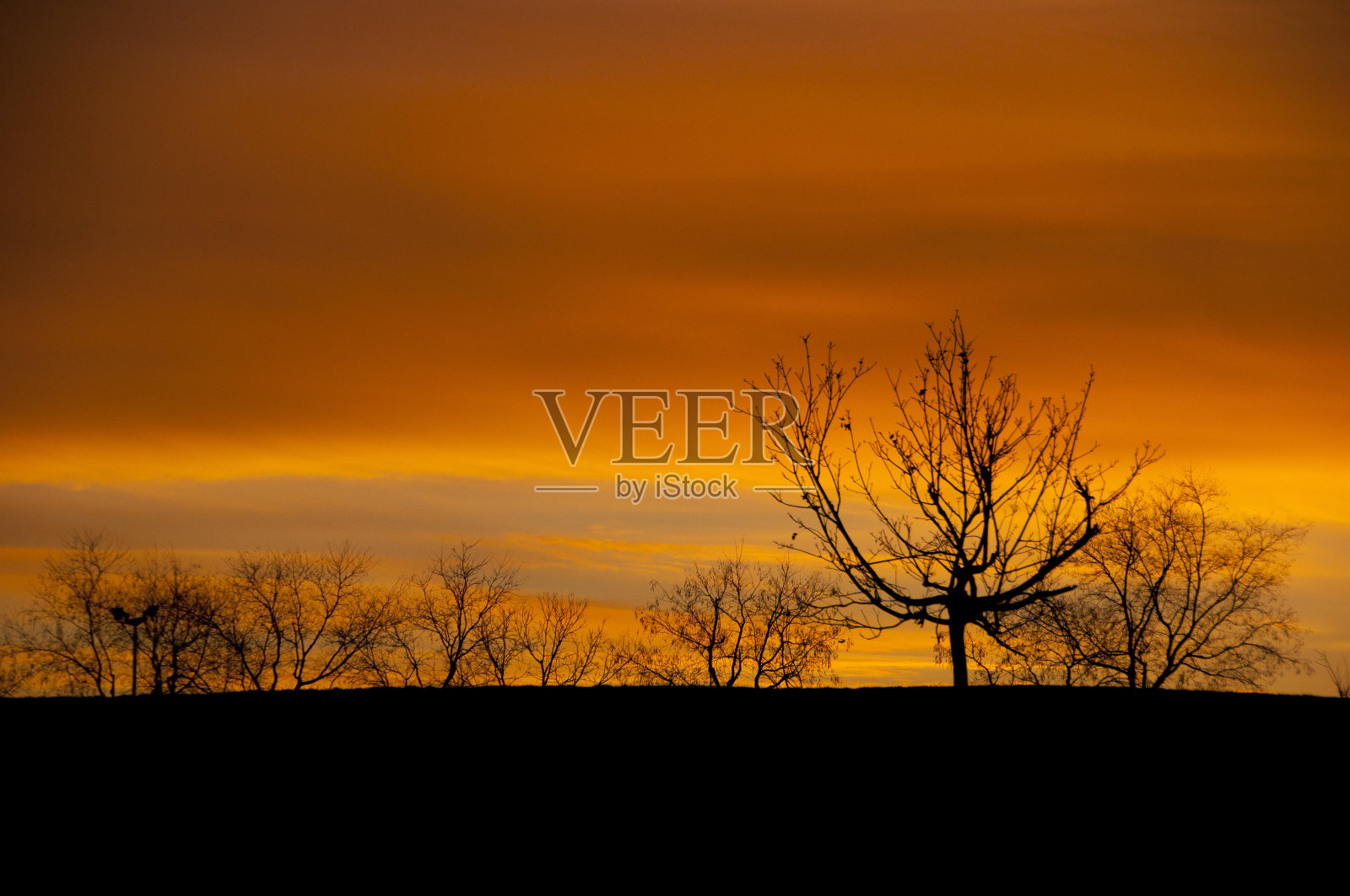 夕阳中的树照片摄影图片