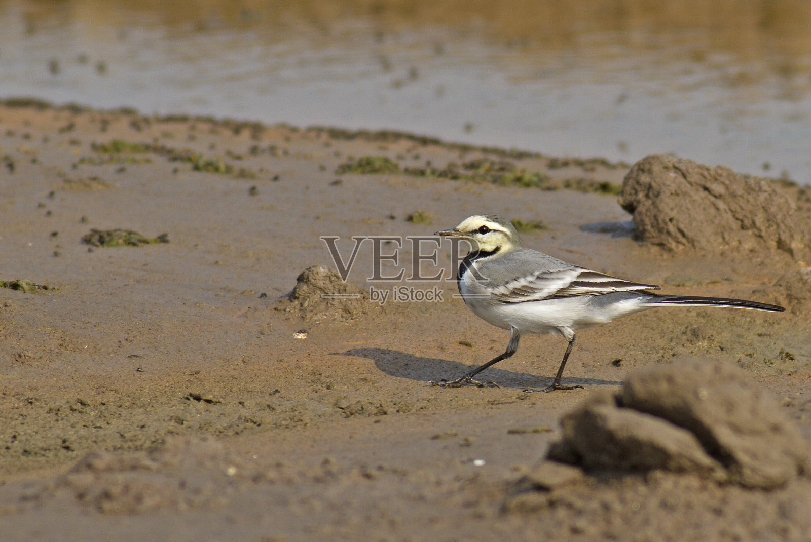 白瓦格尾（莫塔西拉阿尔巴）照片摄影图片