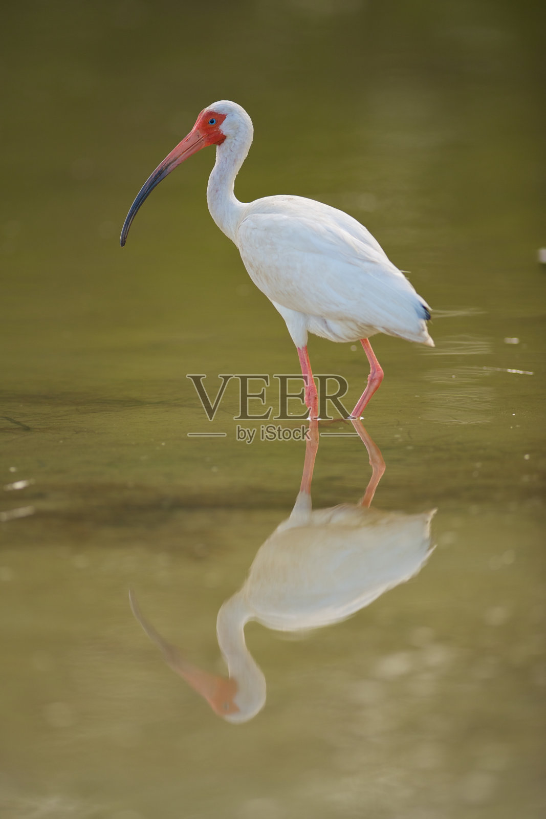 白鹮反射照片摄影图片