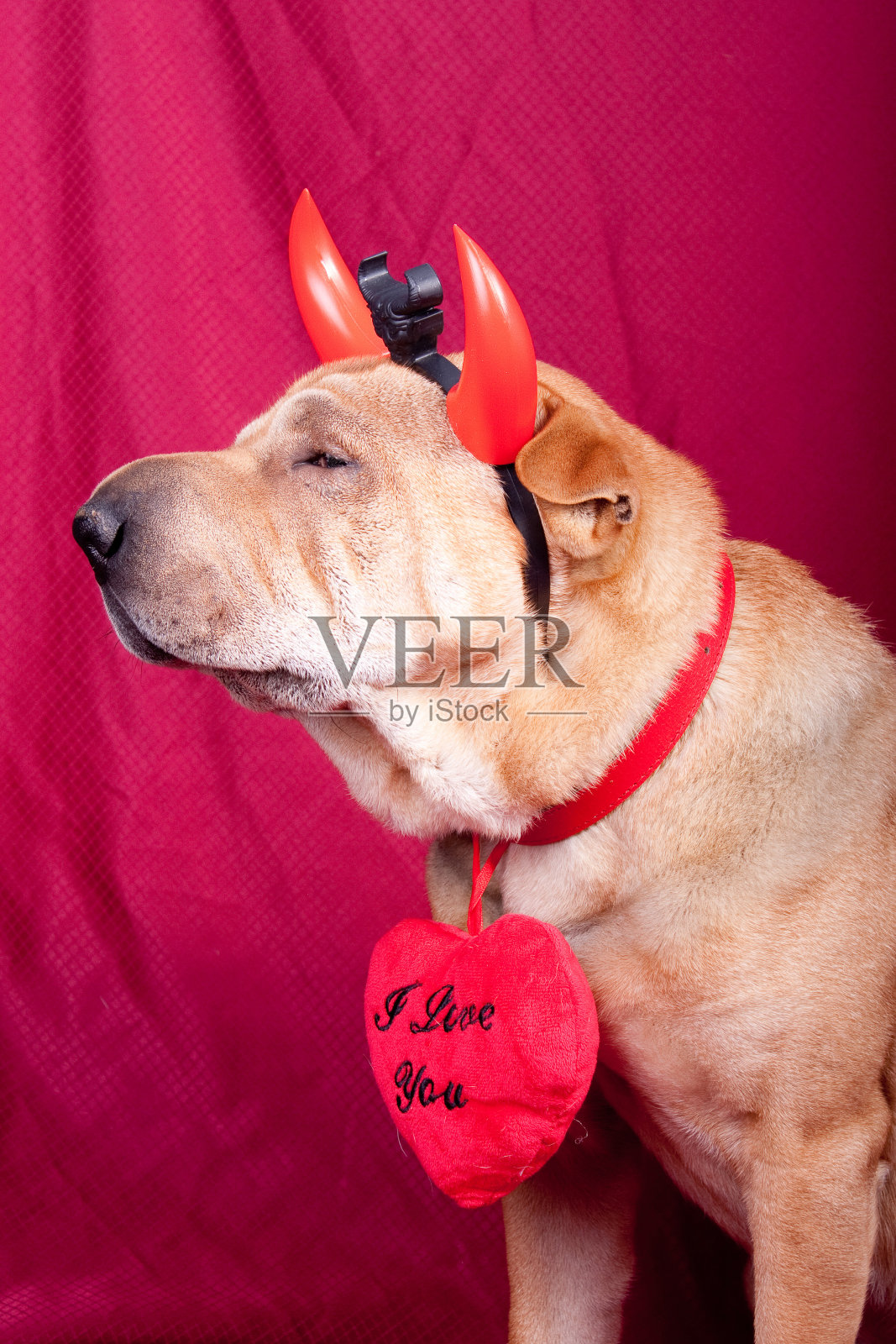 情人节的狗照片摄影图片