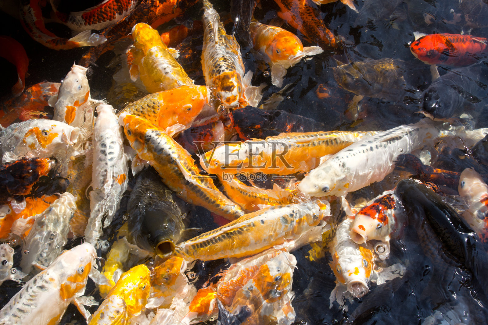 红色和金鱼照片摄影图片