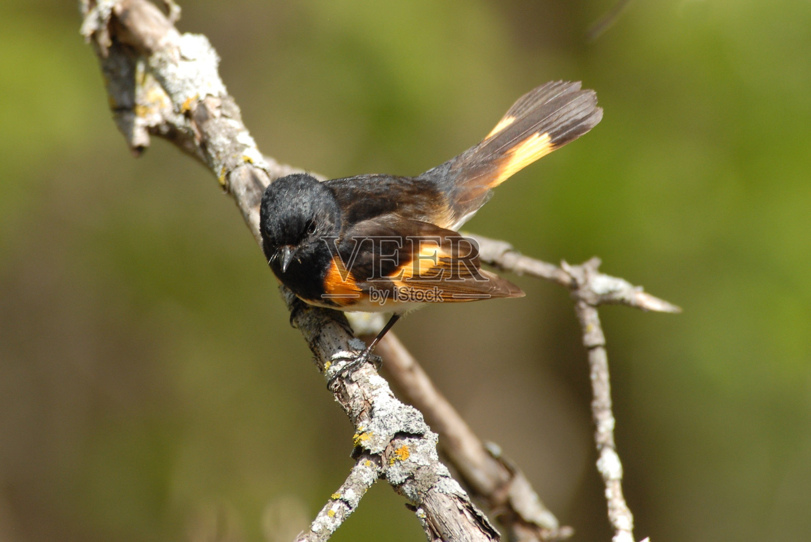 美国红尾鸲照片摄影图片