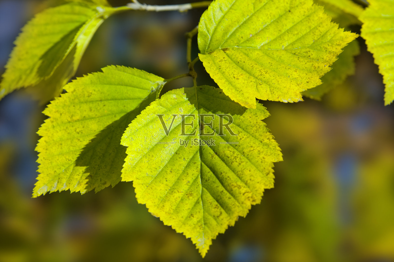 三片绿叶在阳光下闪闪发光照片摄影图片