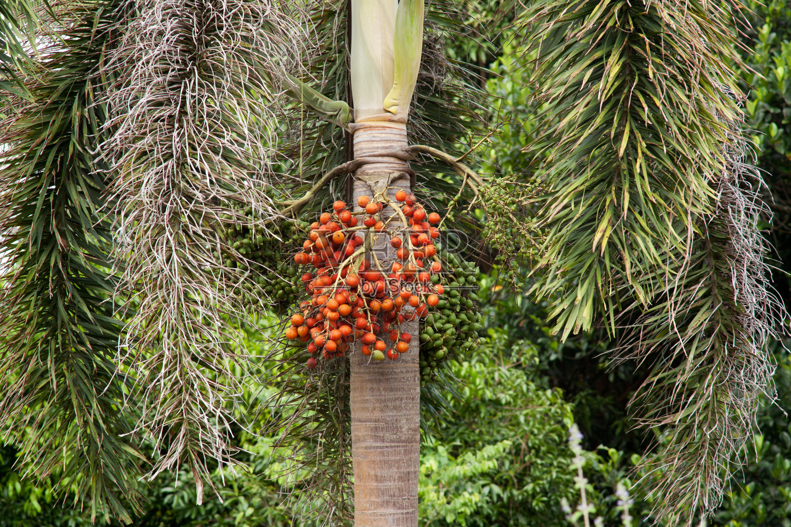 枣椰树照片摄影图片