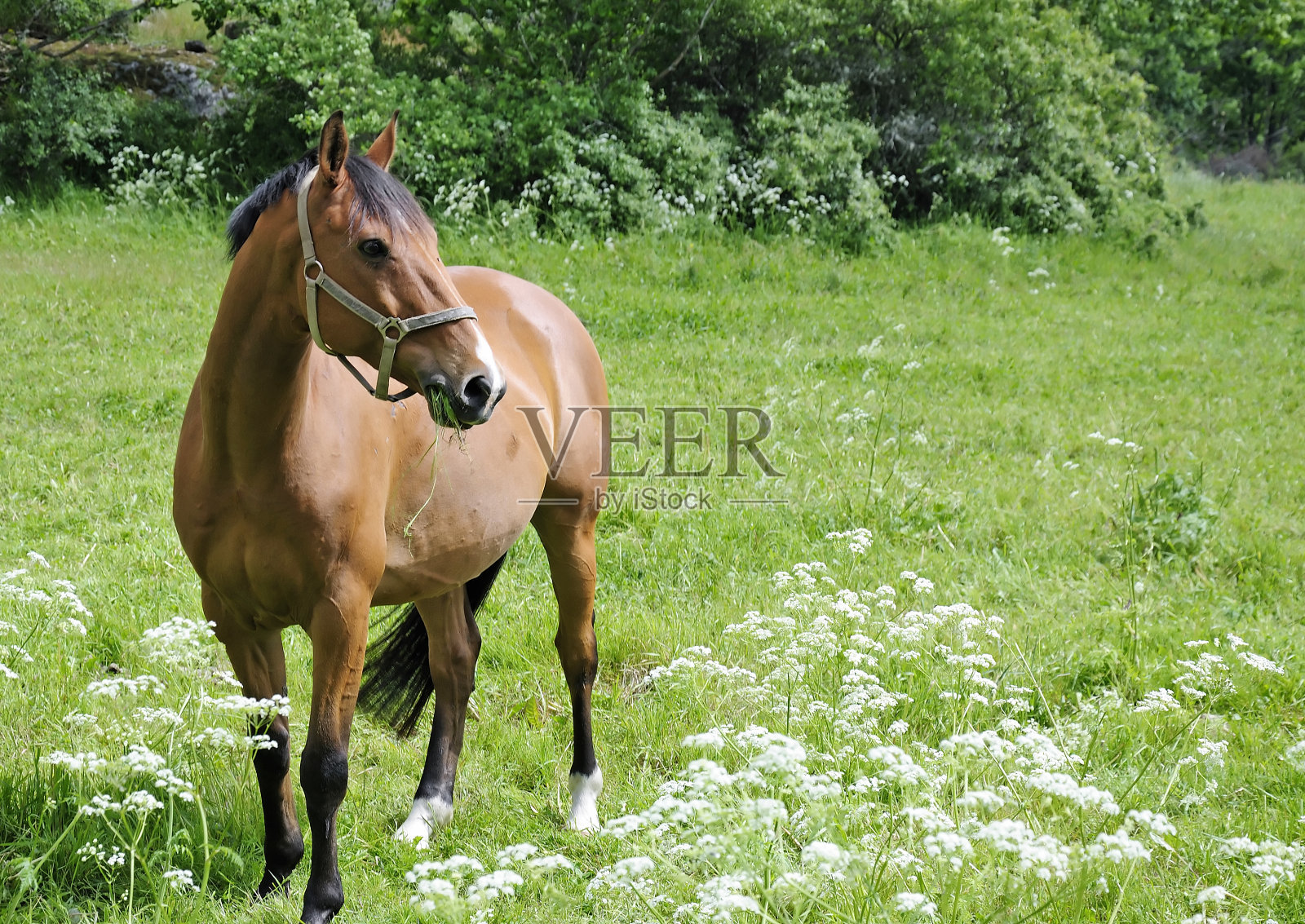 夏日田野上的马照片摄影图片