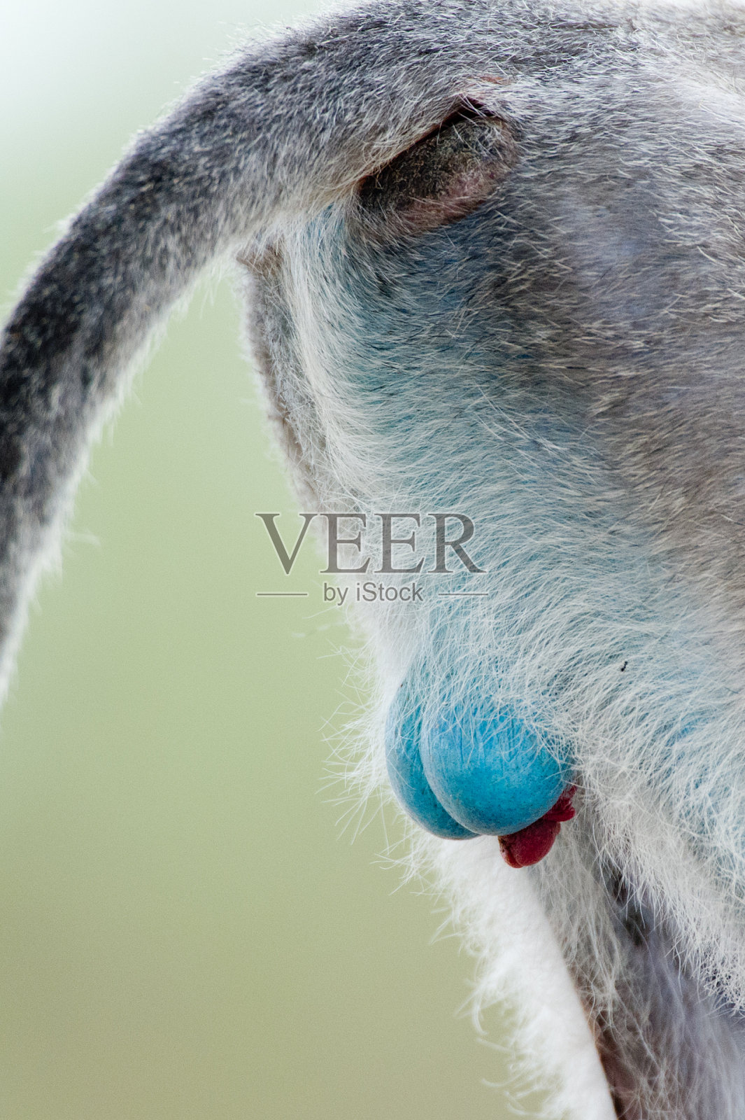 请新球!照片摄影图片