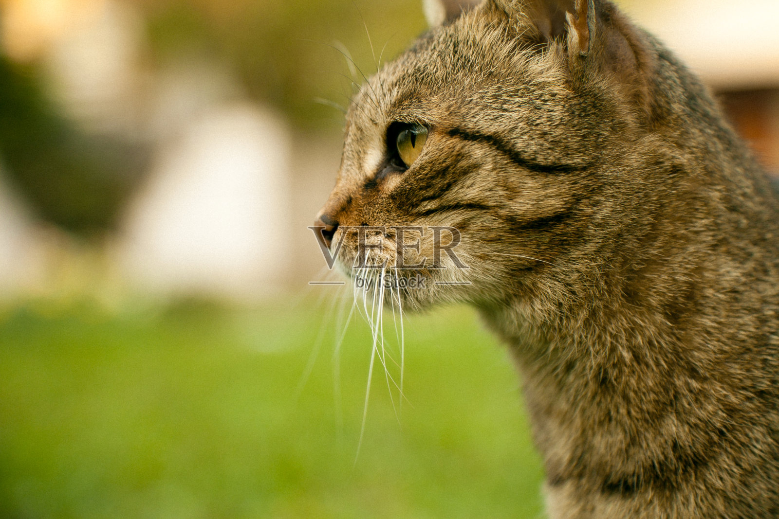 猫照片摄影图片