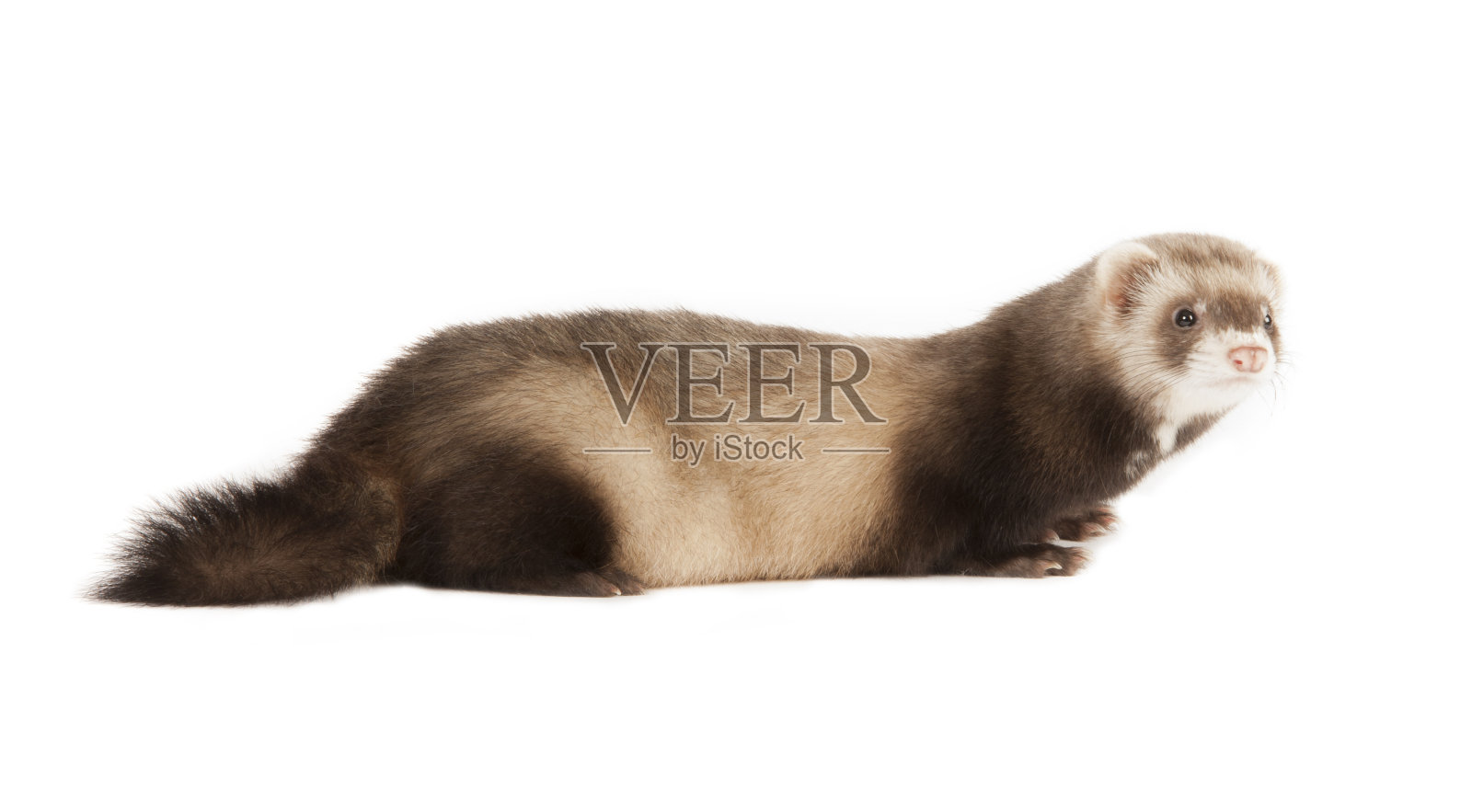 年轻的雪貂照片摄影图片