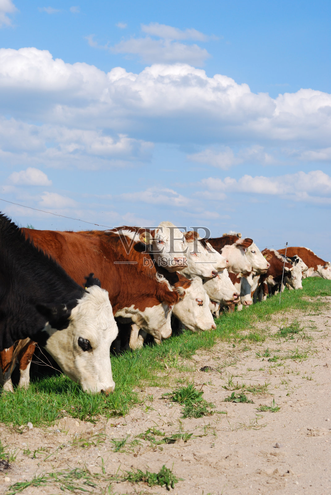 群牛照片摄影图片