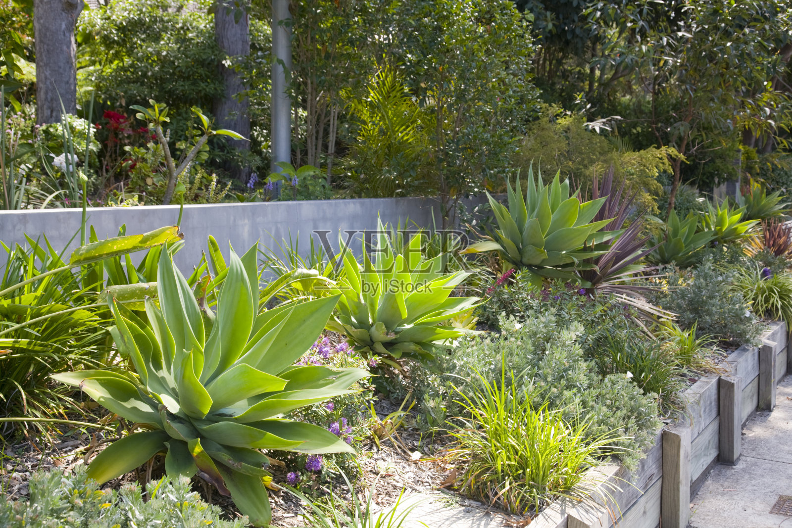 热带花园照片摄影图片