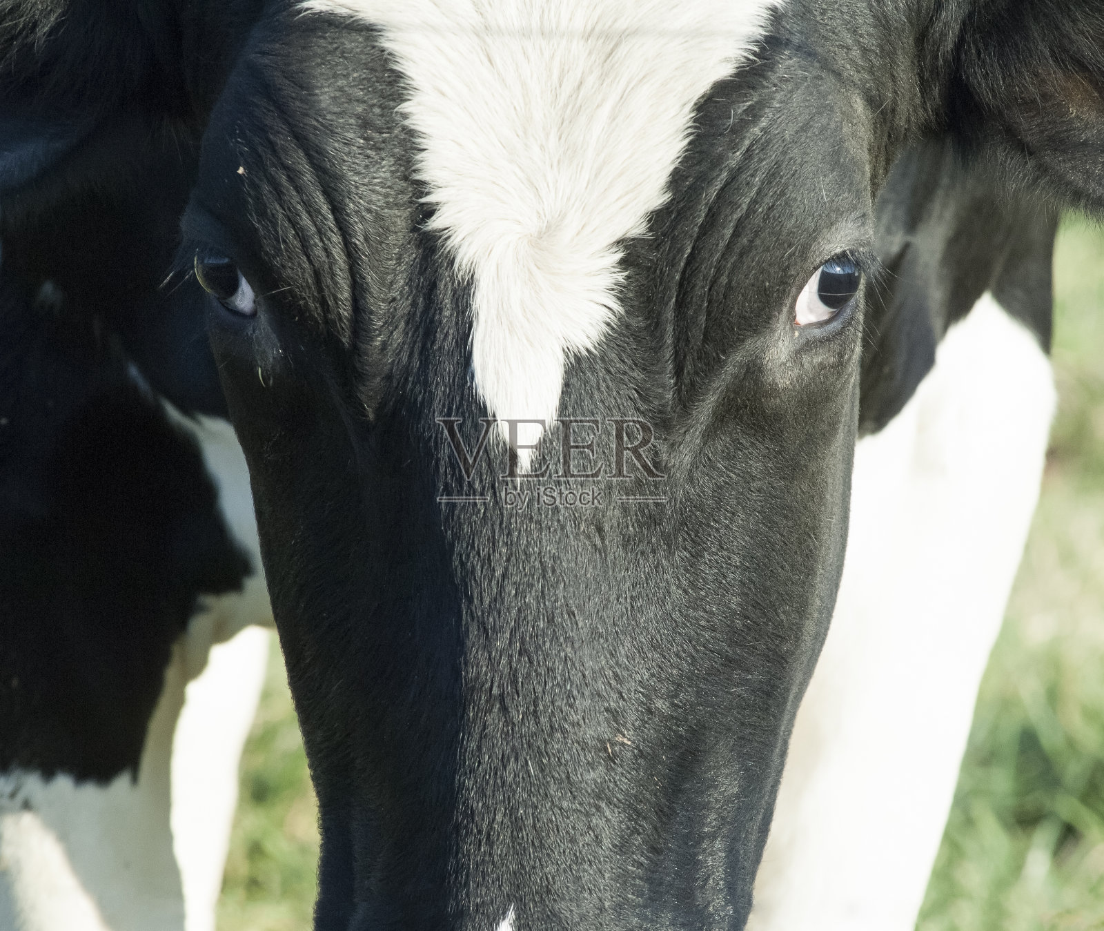 牛的脸照片摄影图片