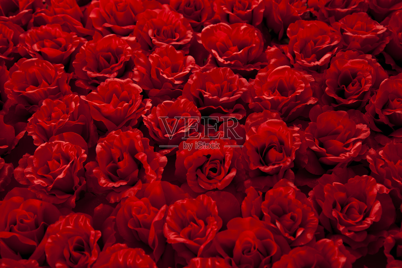 玫瑰背景照片摄影图片